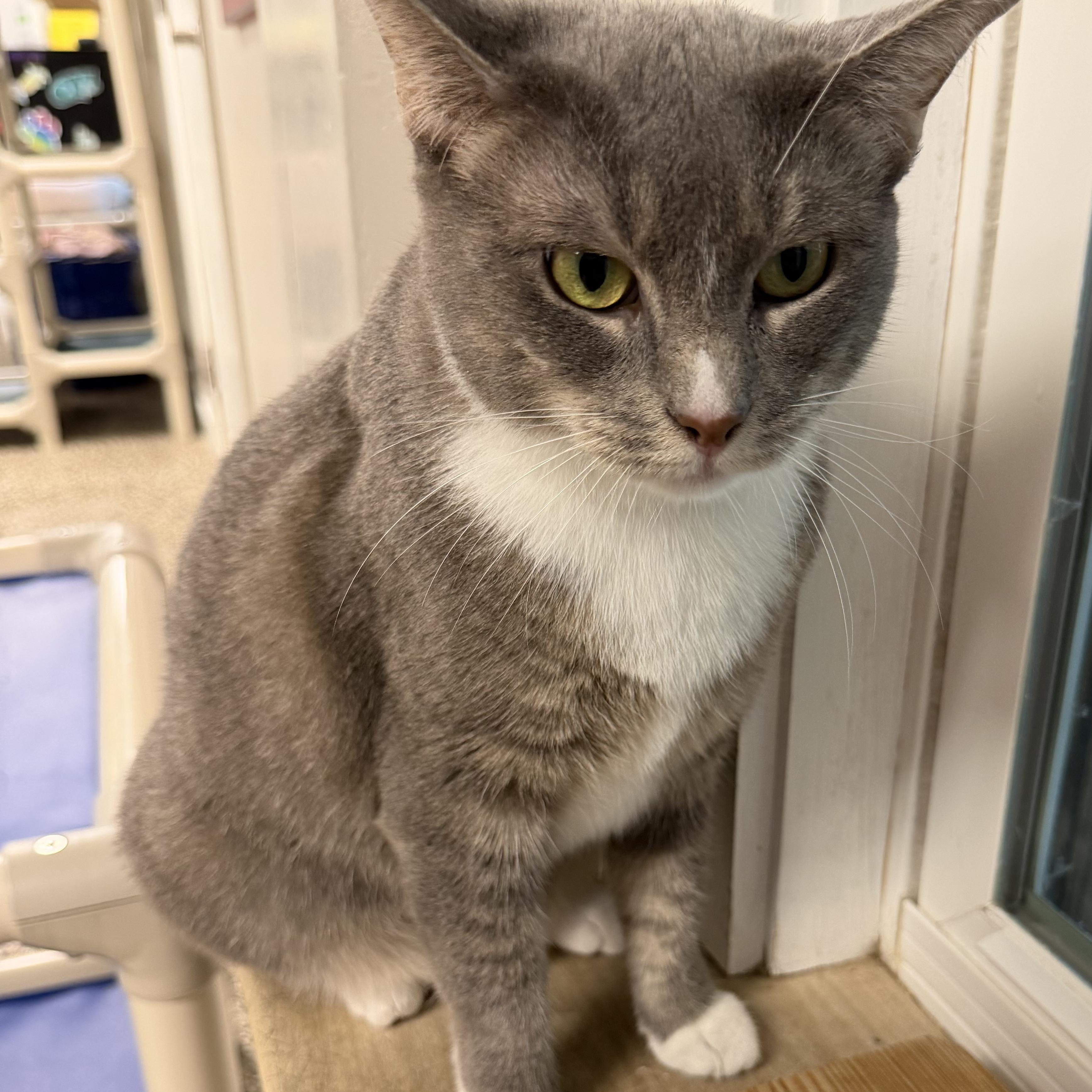 Enlarge Bijou, a ADOPTABLE Domestic Short Hair in Fernandina Beach, FL image 5/5