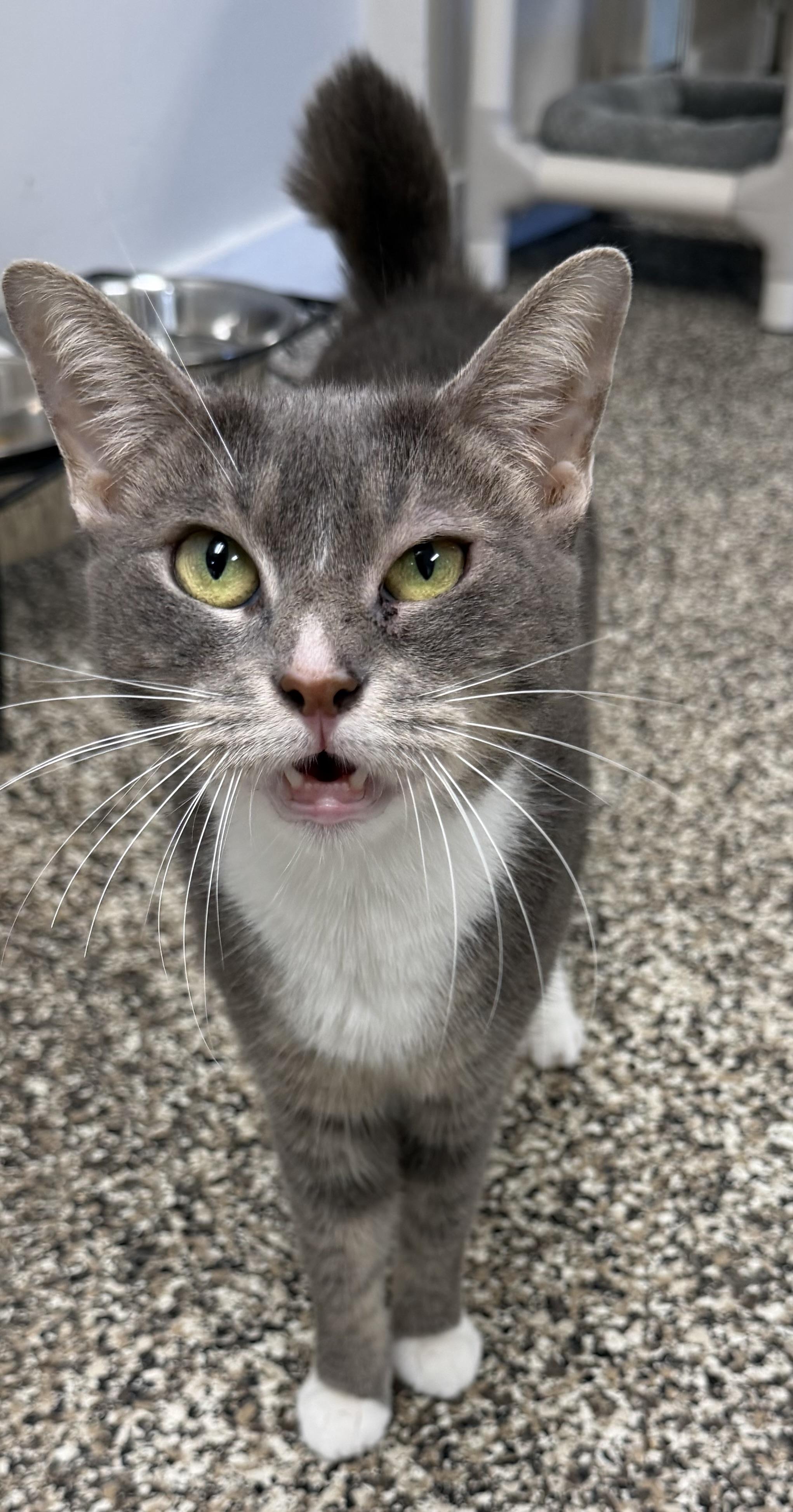 Enlarge Bijou, a ADOPTABLE Domestic Short Hair in Fernandina Beach, FL image 5/5