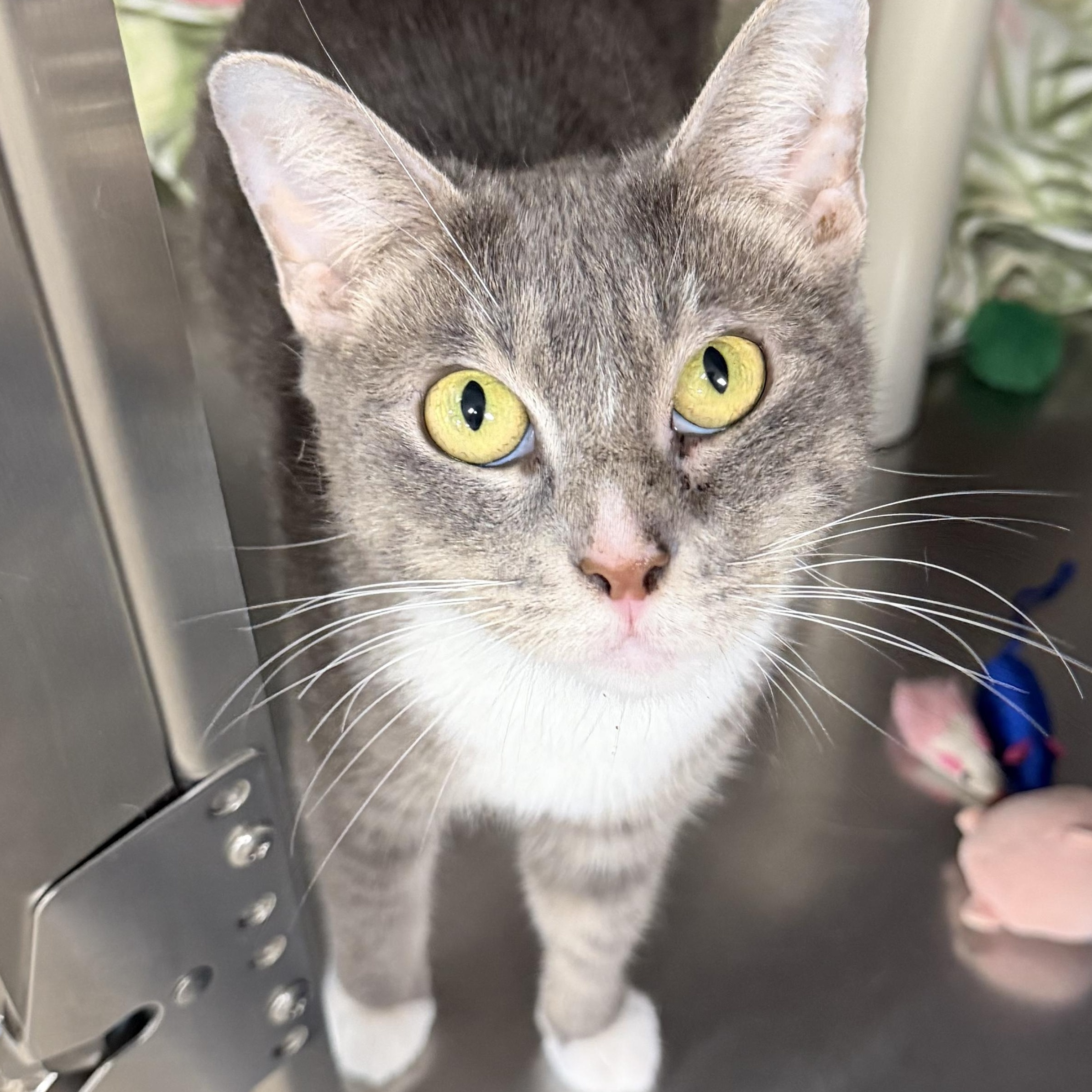 Bijou, ADOPTABLE, Adult Female Domestic Short Hair.