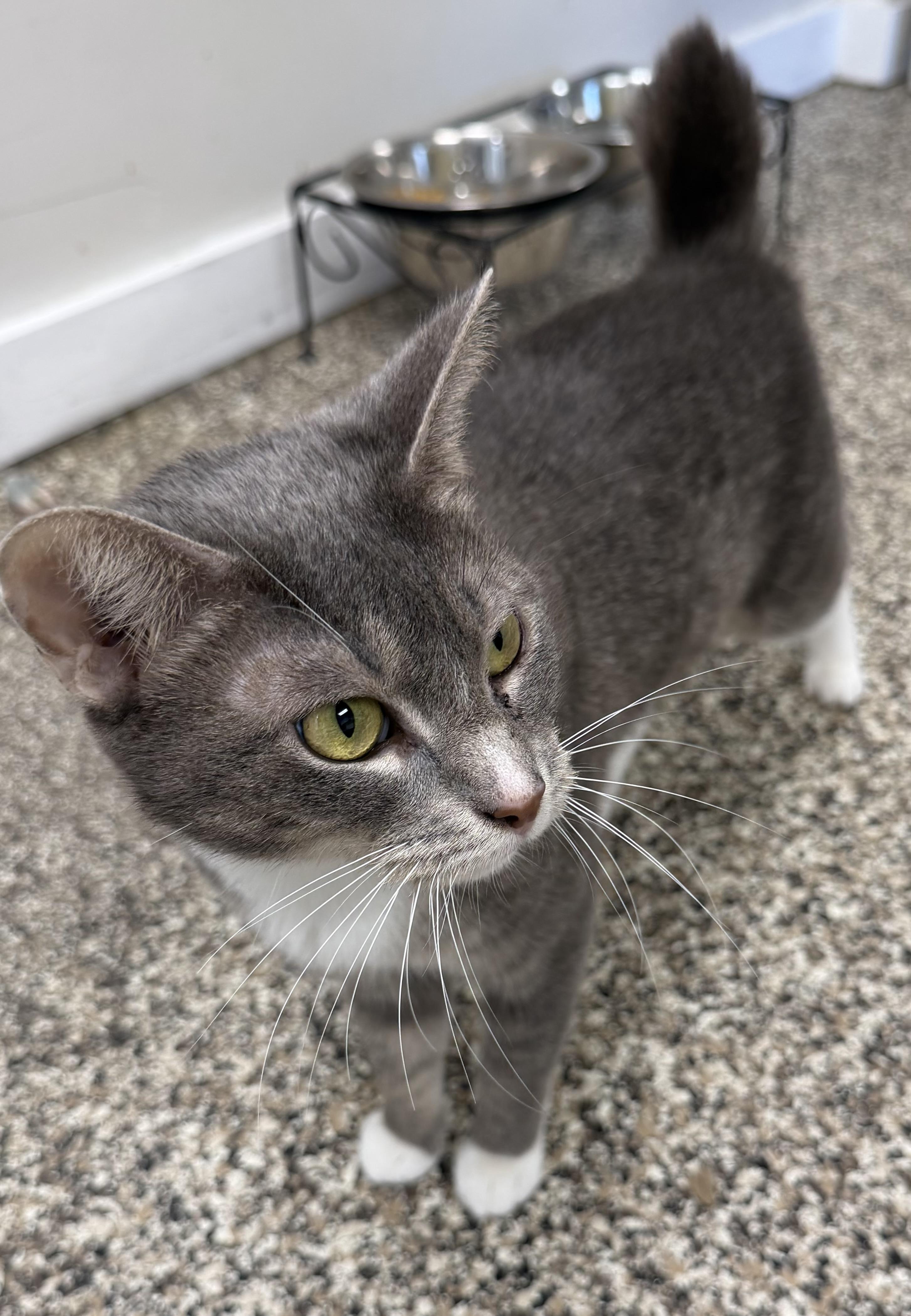 Enlarge Bijou, a ADOPTABLE Domestic Short Hair in Fernandina Beach, FL image 2/5