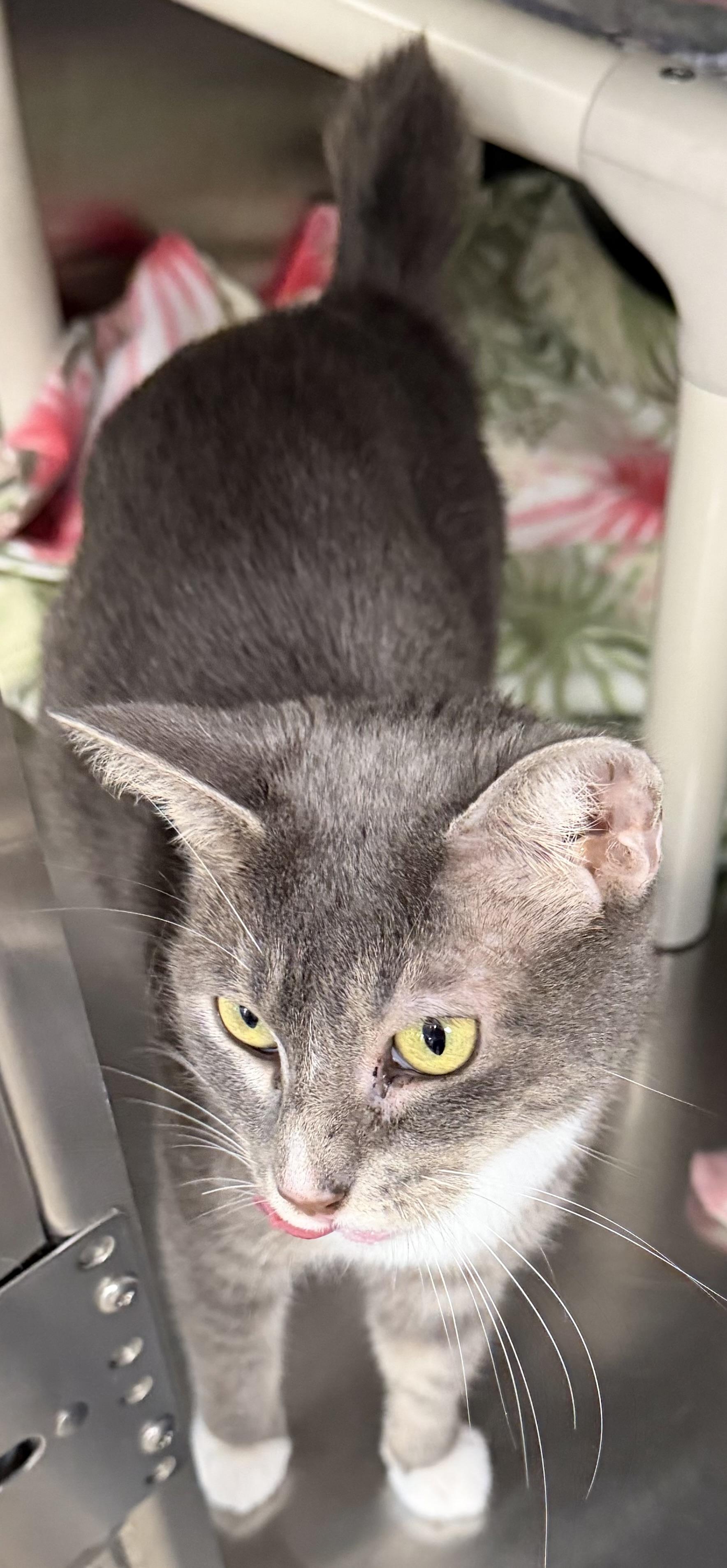 Enlarge Bijou, a ADOPTABLE Domestic Short Hair in Fernandina Beach, FL image 3/5