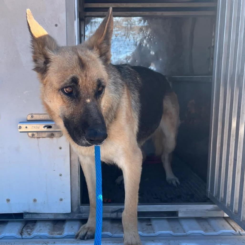 Sage, Adoptable, Senior Female Mixed Breed.