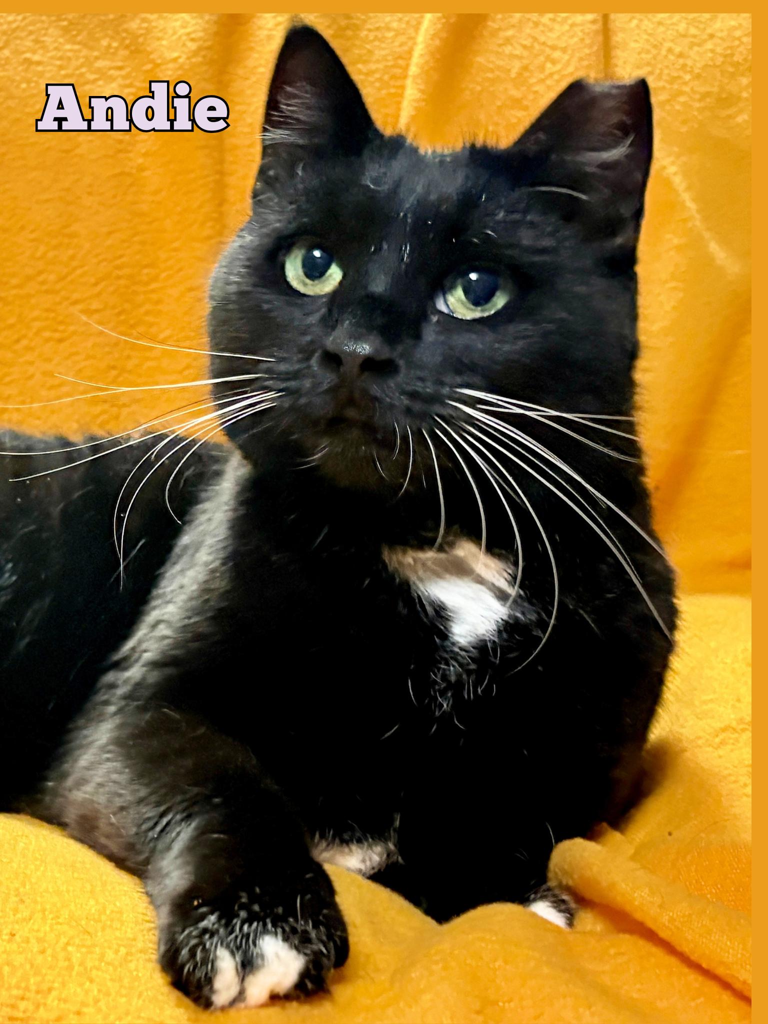 Andi, Adopted, Adult Female Domestic Short Hair.