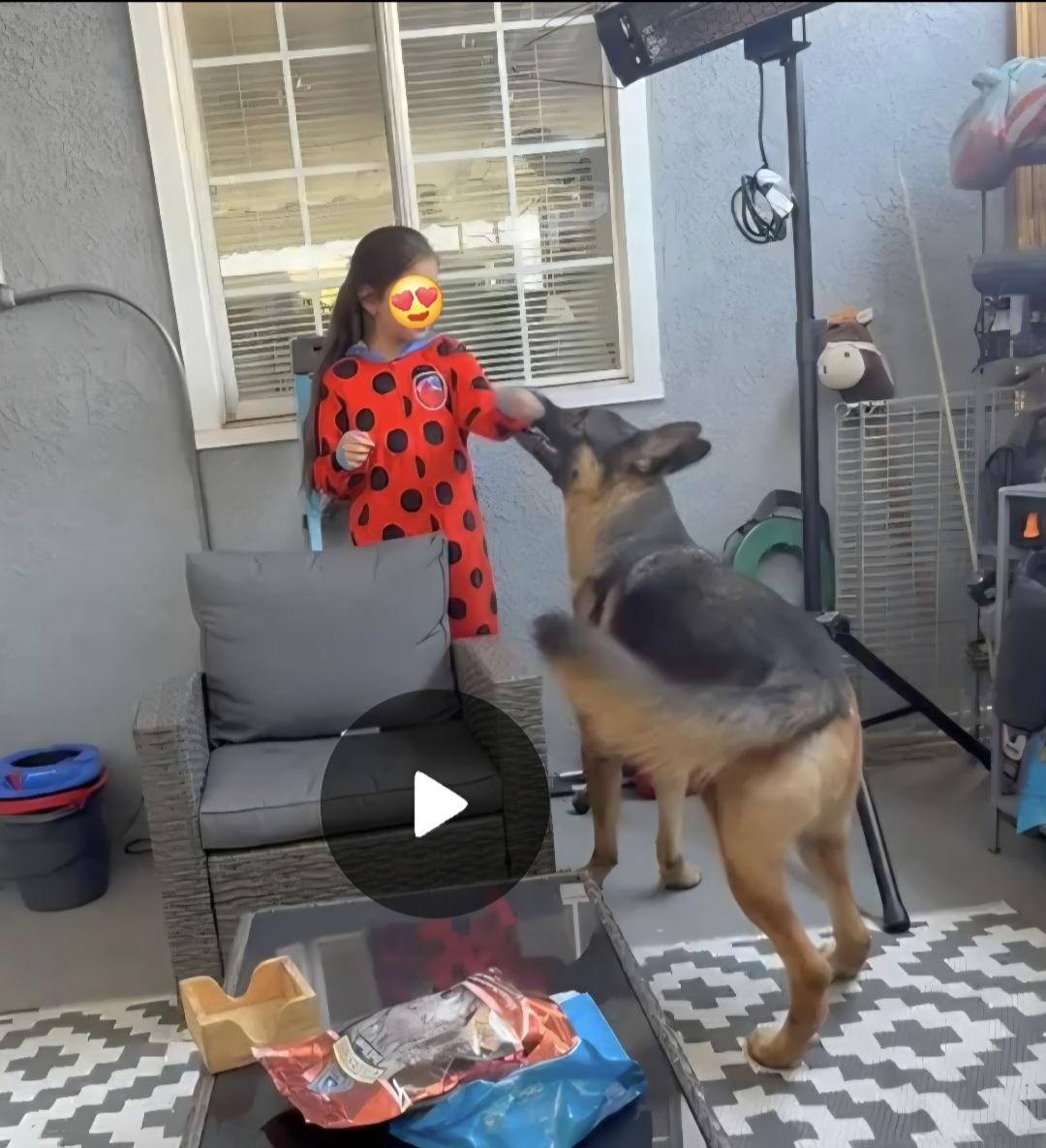 Enlarge Zeus is well behaved family dog, a Adoptable German Shepherd Dog in Redondo Beach, CA image 3/6