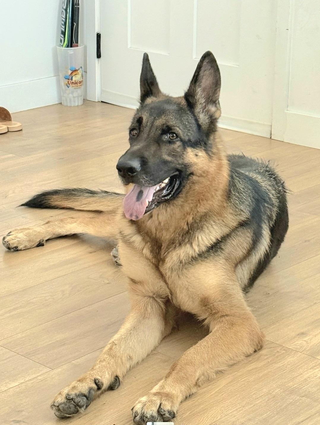 Enlarge Zeus is well behaved family dog, a Adoptable German Shepherd Dog in Redondo Beach, CA image 6/6