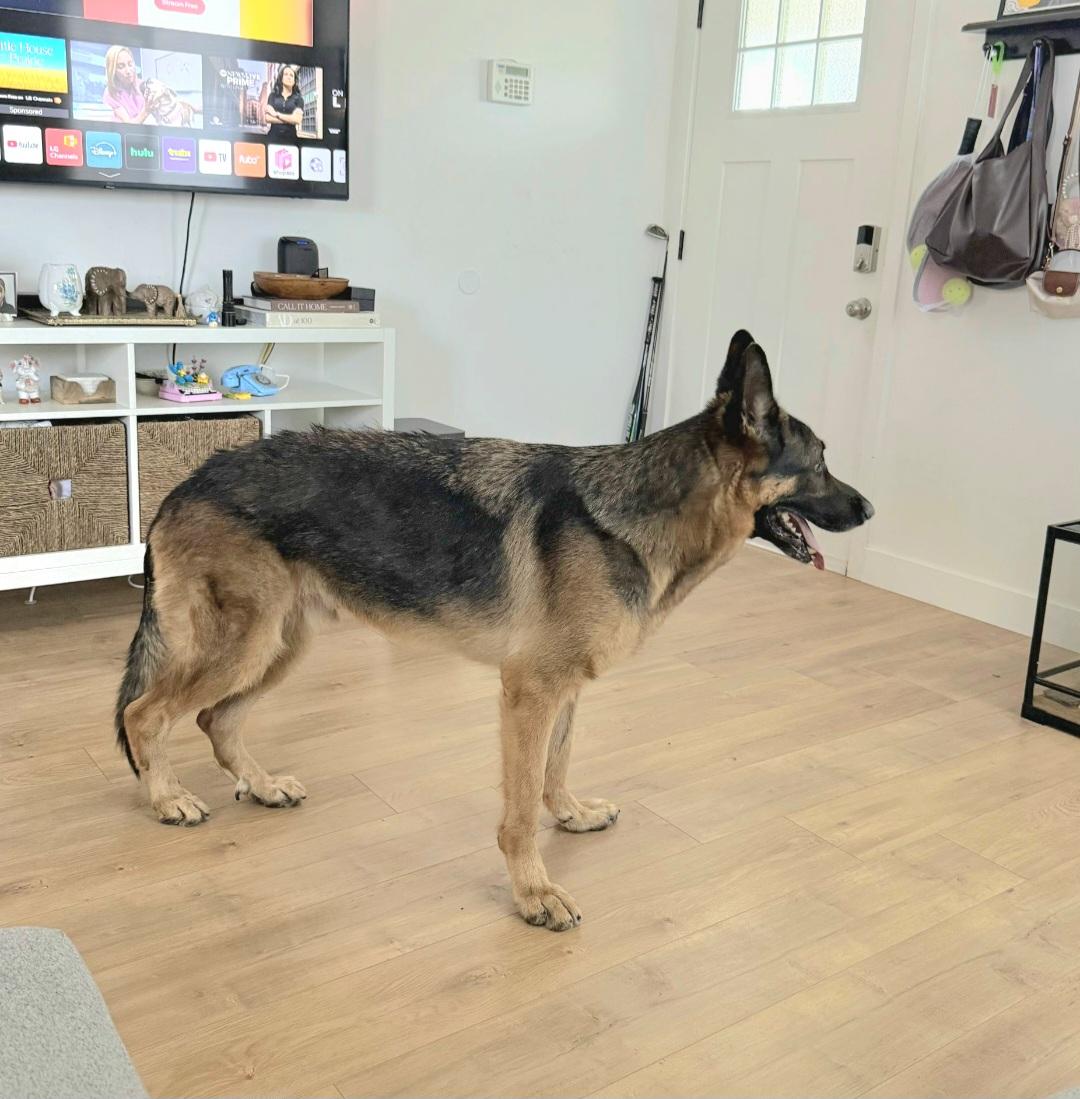 Enlarge Zeus is well behaved family dog, a Adoptable German Shepherd Dog in Redondo Beach, CA image 5/6