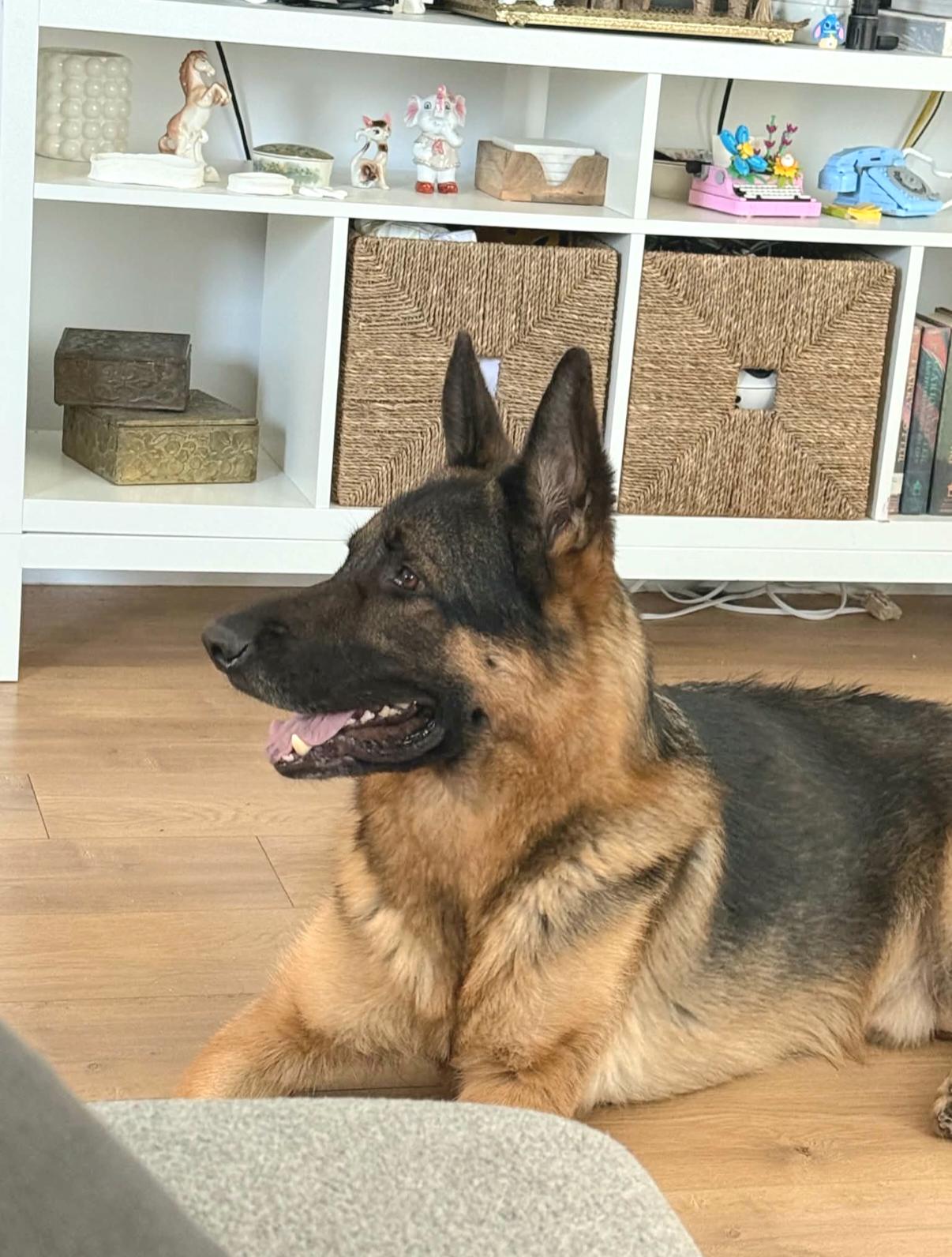 Zeus is well behaved family dog, Adoptable, Young Male German Shepherd Dog.