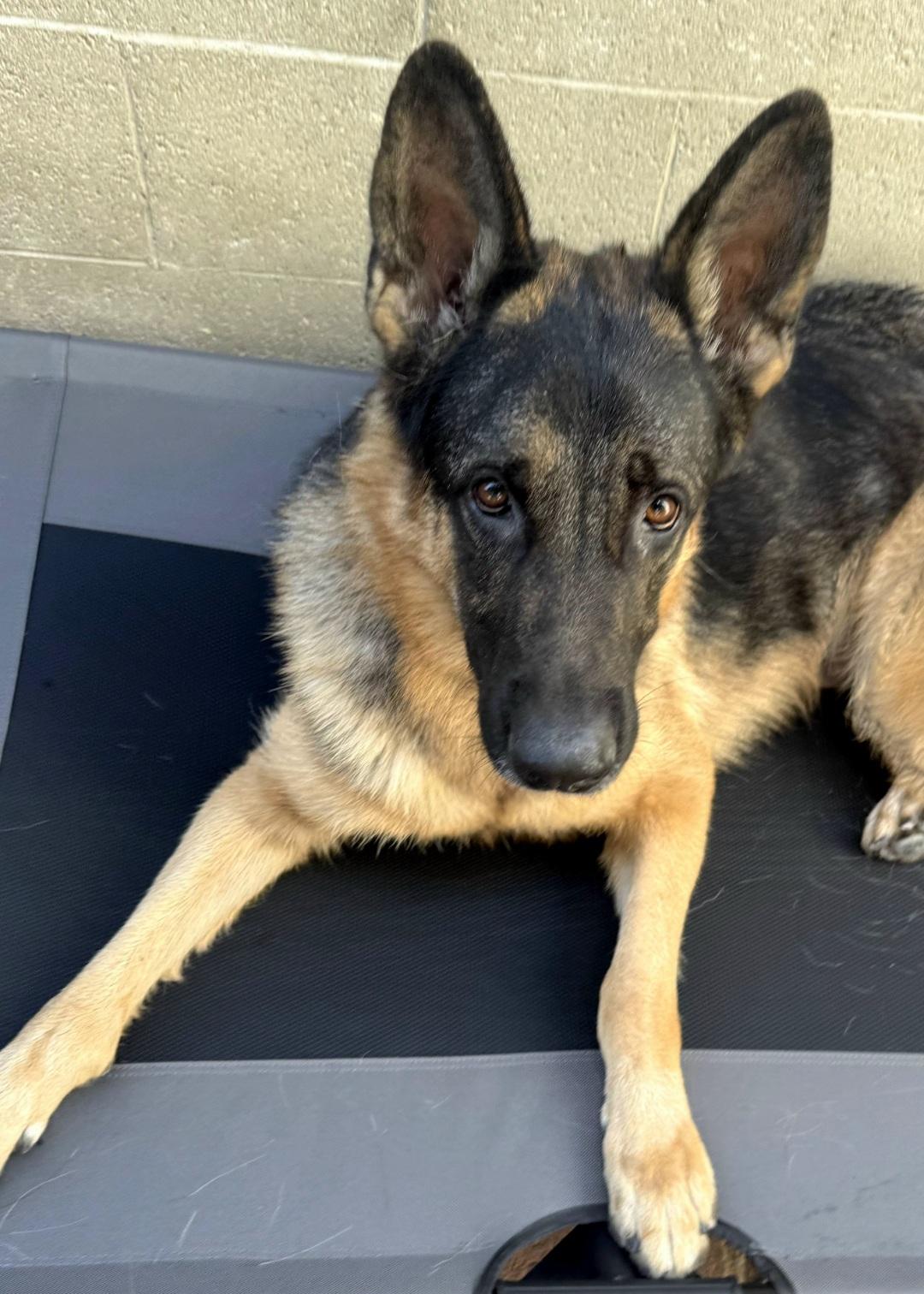Enlarge Zeus is well behaved family dog, a Adoptable German Shepherd Dog in Redondo Beach, CA image 2/6