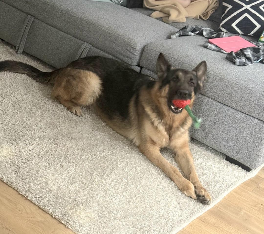 Enlarge Zeus is well behaved family dog, a Adoptable German Shepherd Dog in Redondo Beach, CA image 4/6