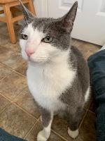 Enlarge Holly, a Adoptable mixed breed in Morgan Hill, CA image 1/3