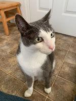 Enlarge Holly, a Adoptable mixed breed in Morgan Hill, CA image 2/3