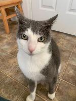 Enlarge Holly, a Adoptable mixed breed in Morgan Hill, CA image 3/3