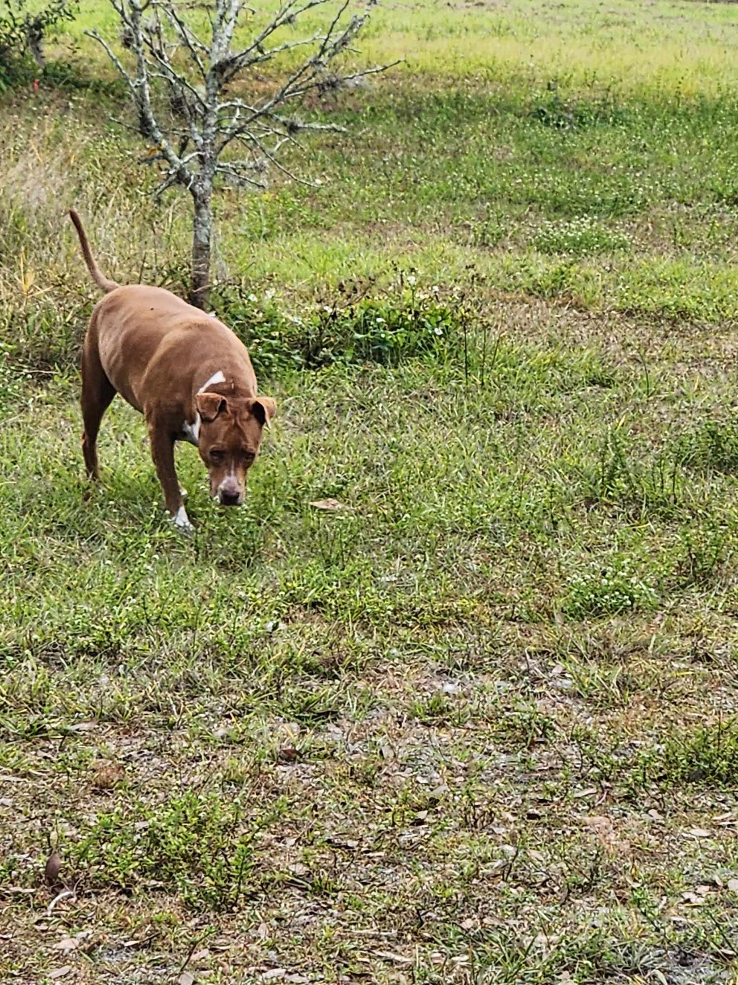 Enlarge Ruby, a Adoptable mixed breed in Parrish, FL image 2/6