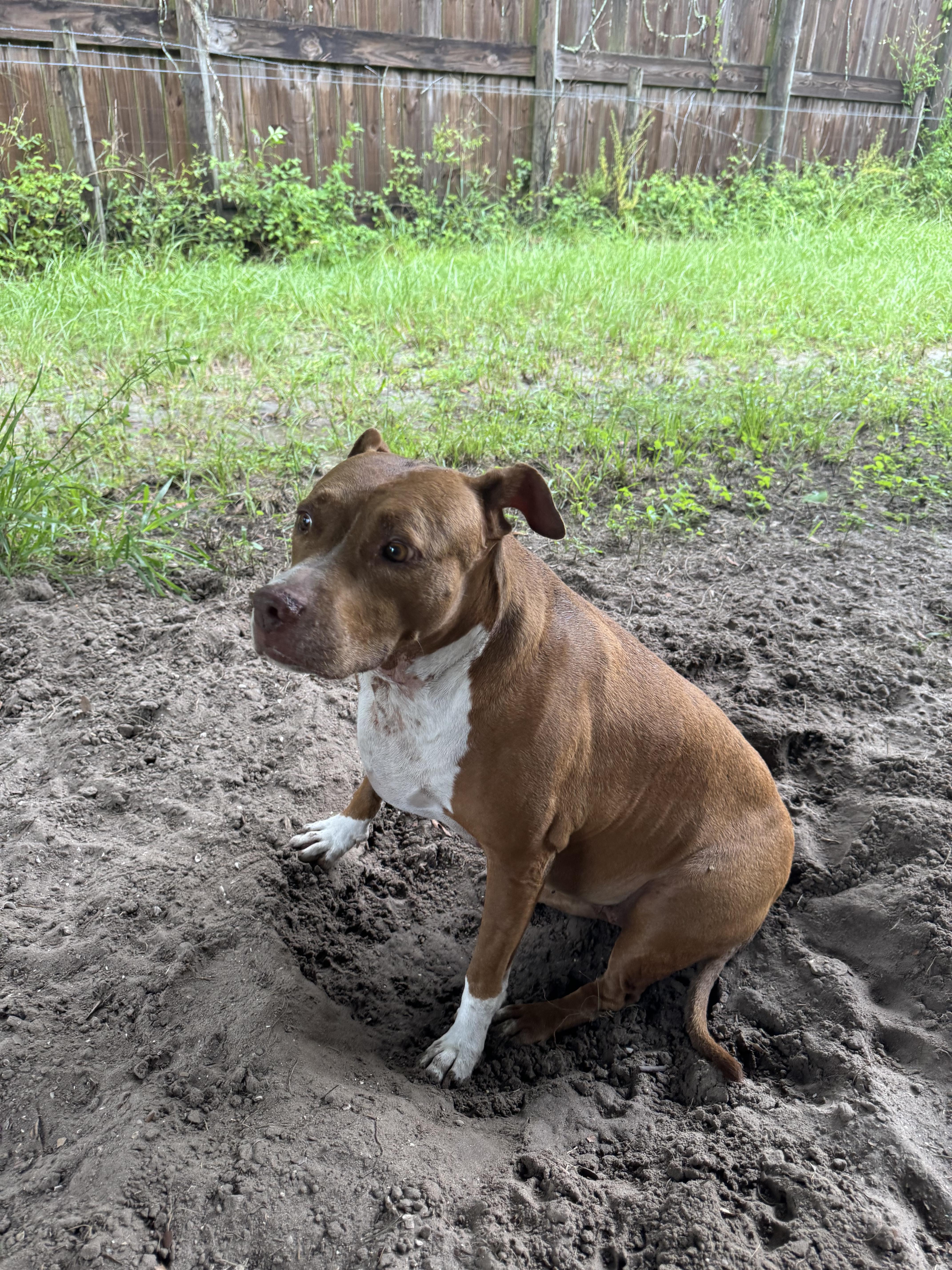 Ruby, a Adoptable mixed breed in Parrish, FL image 2/6