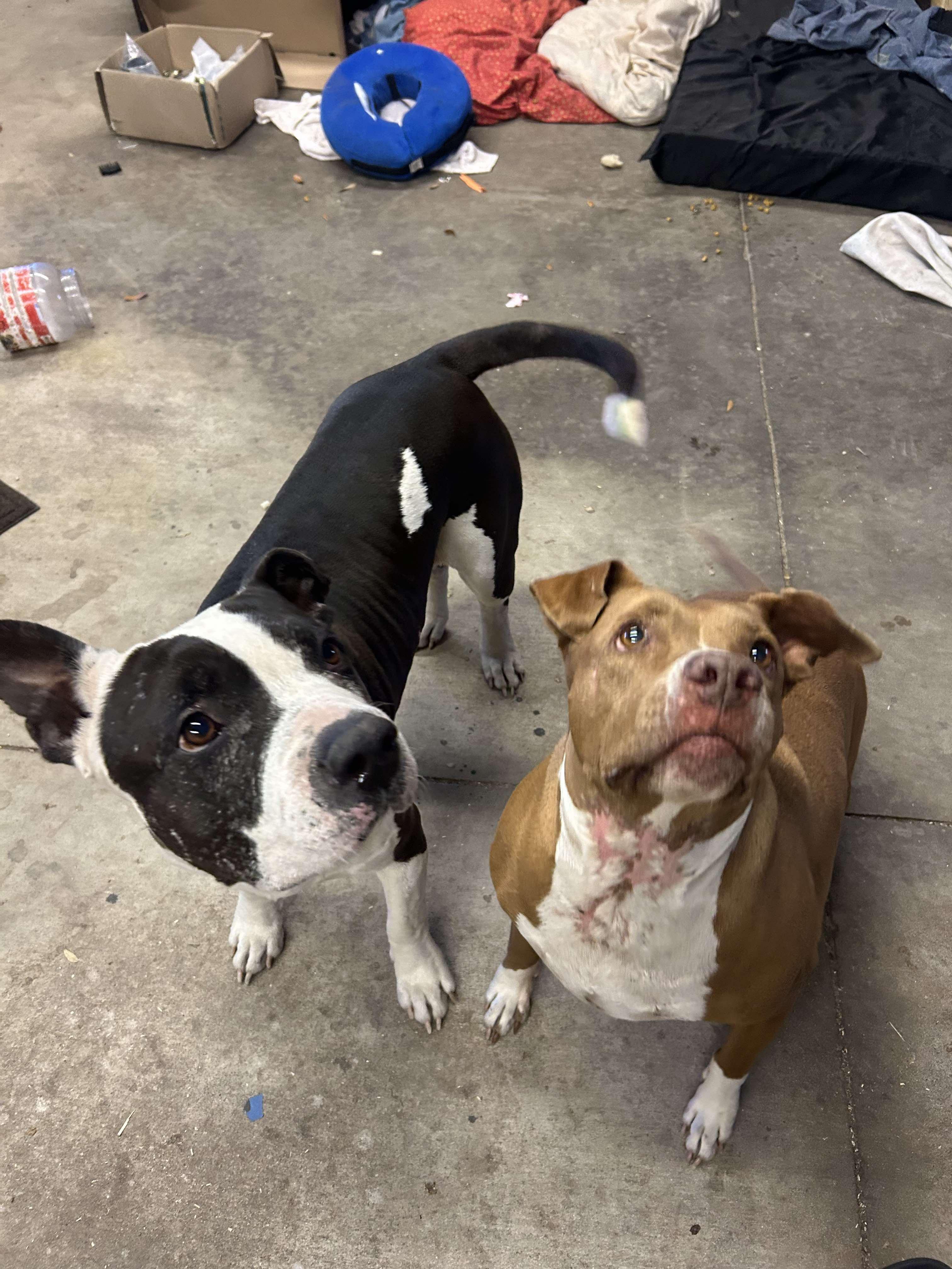 Enlarge Ruby, a Adoptable mixed breed in Parrish, FL image 4/6