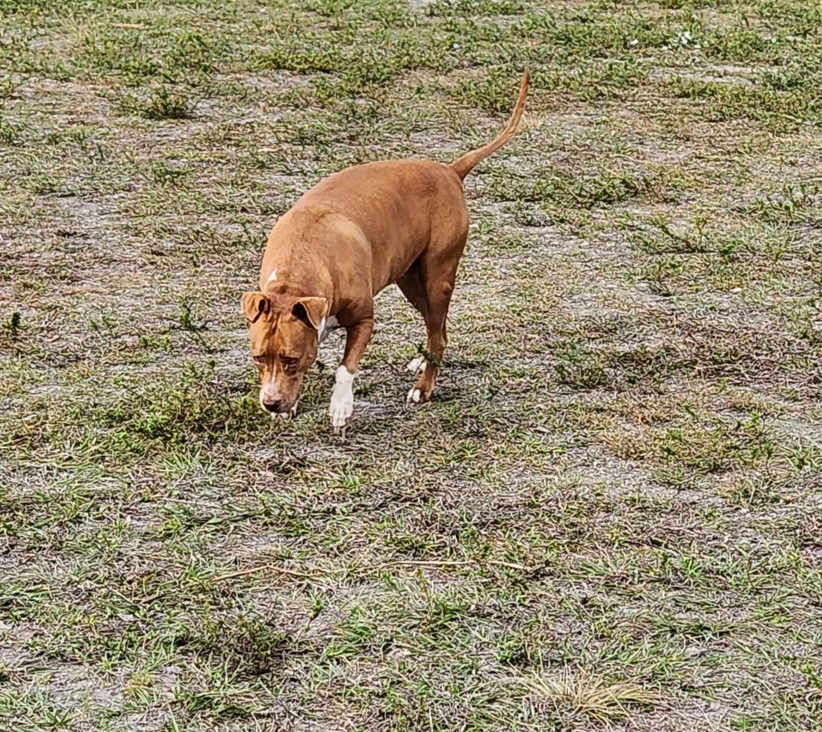 Ruby, a Adoptable mixed breed in Parrish, FL image 5/6