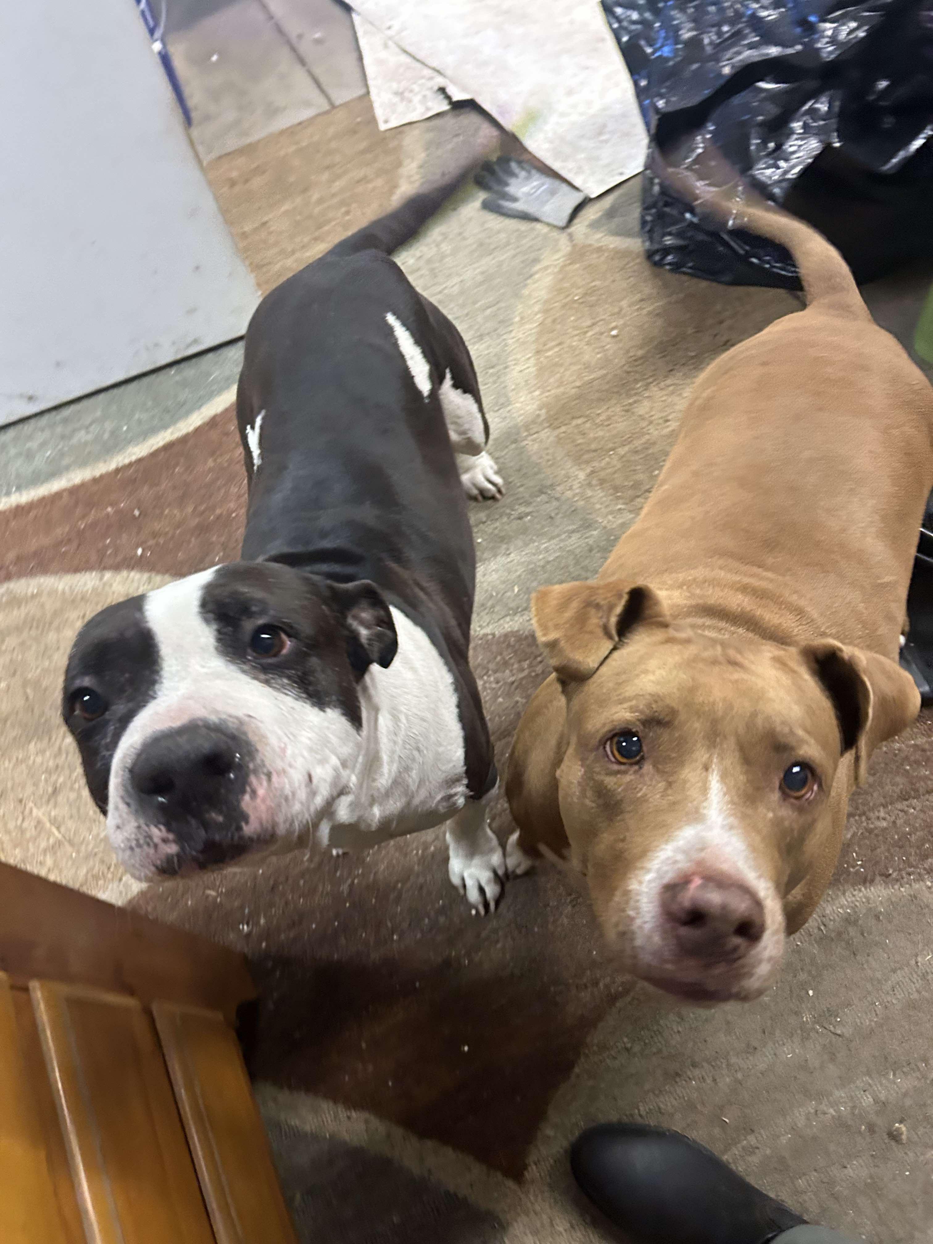 Enlarge Ruby, a Adoptable mixed breed in Parrish, FL image 5/6