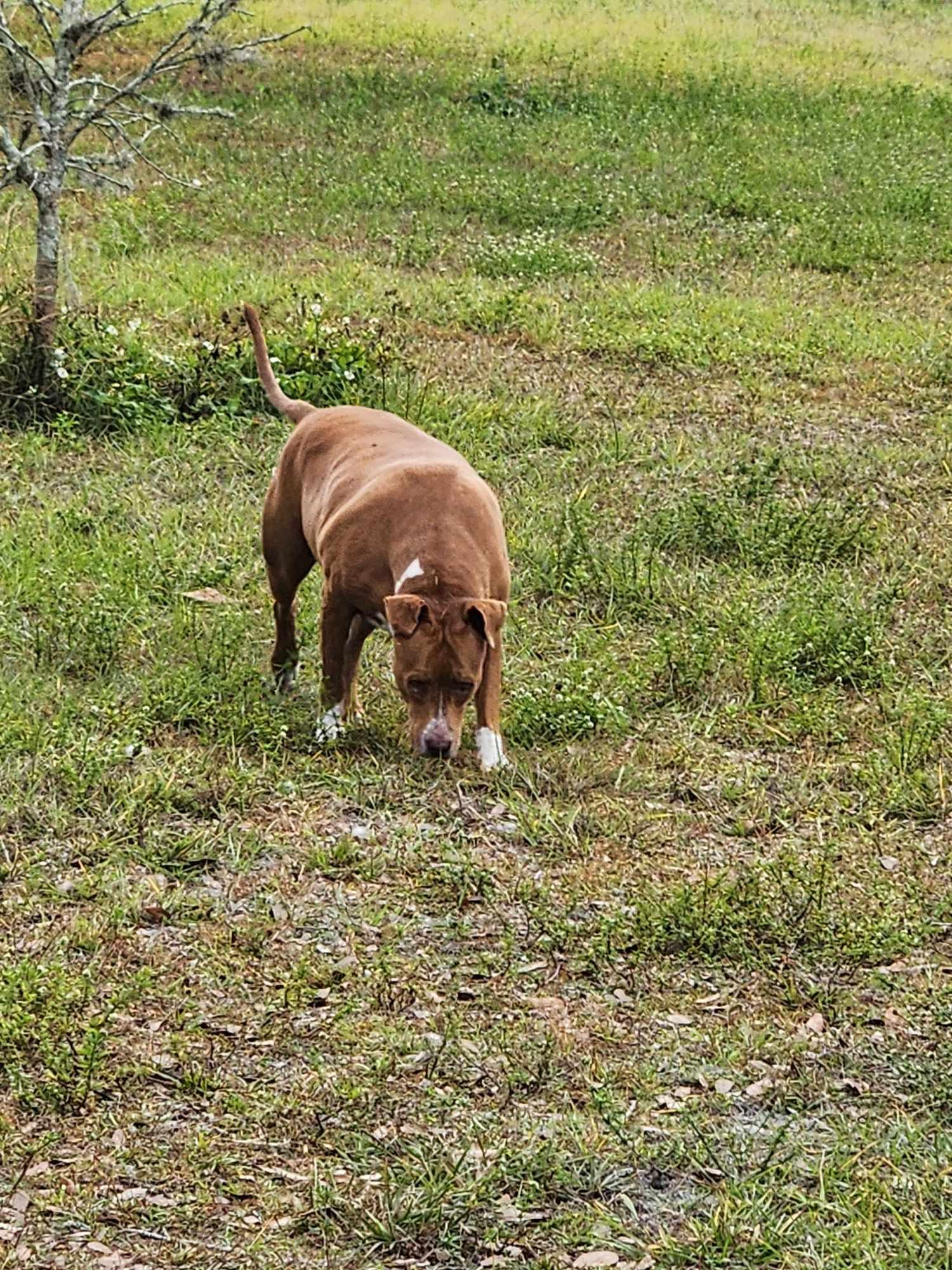 Ruby, a Adoptable mixed breed in Parrish, FL image 6/6
