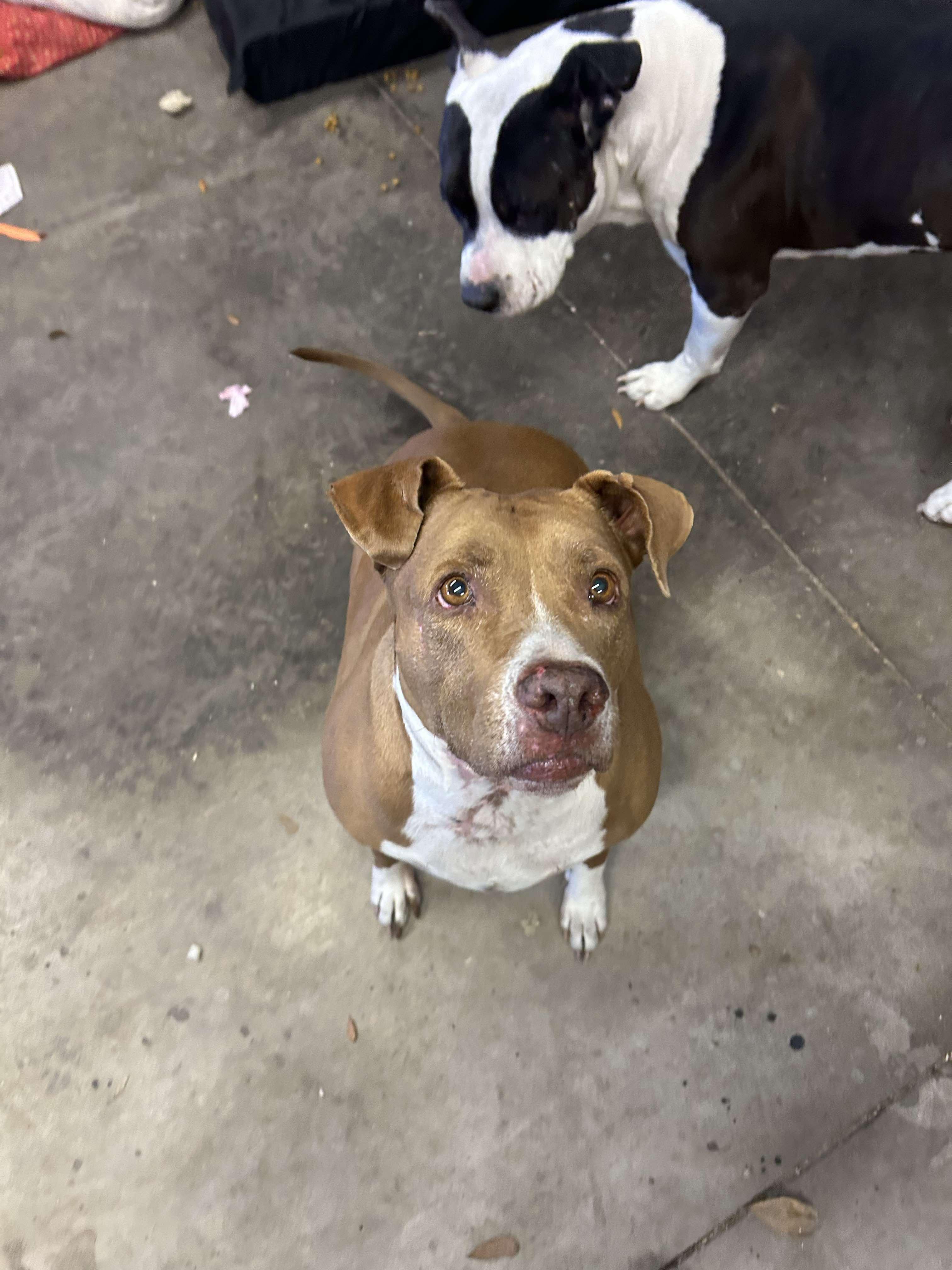 Enlarge Ruby, a Adoptable mixed breed in Parrish, FL image 6/6