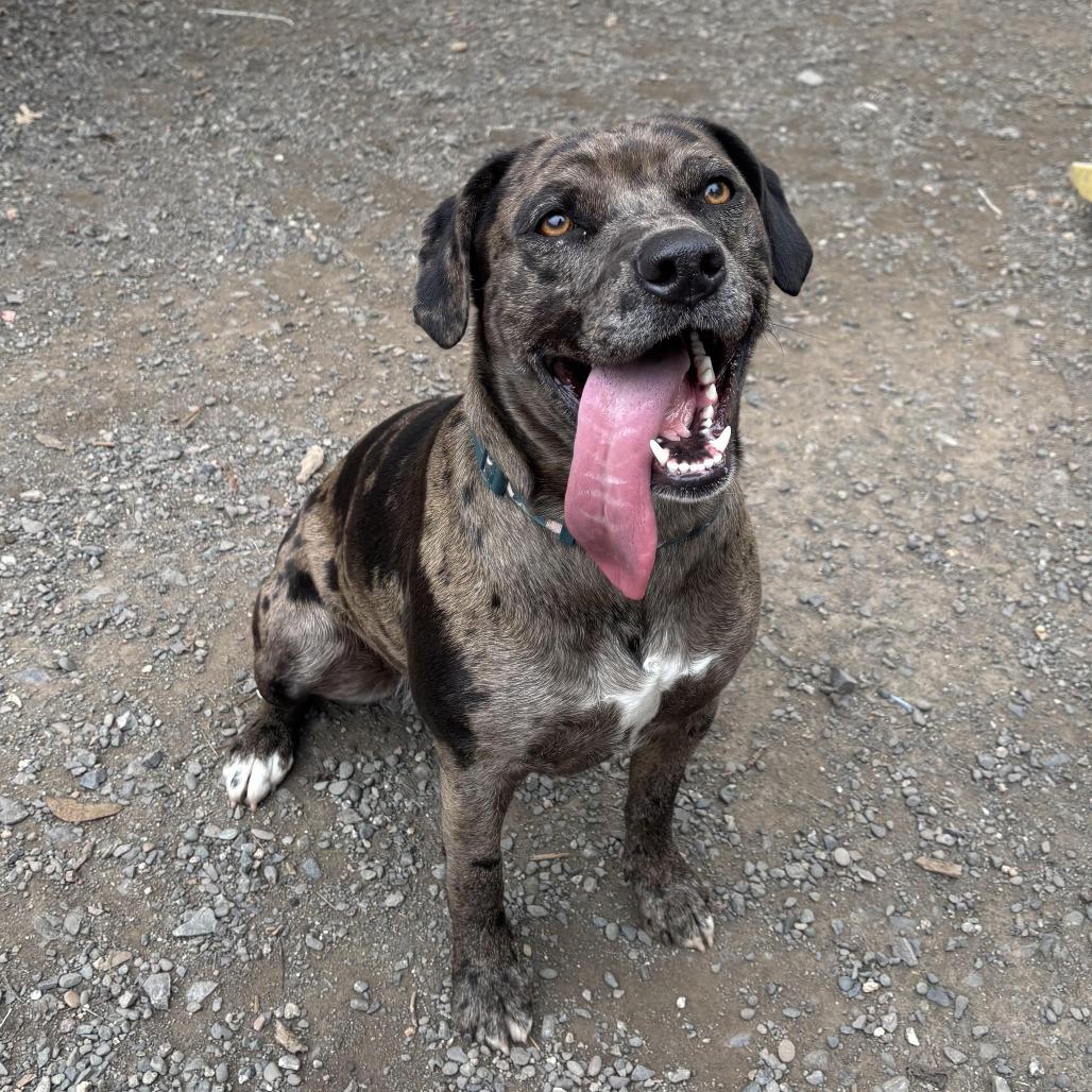 Paisley, Adoptable, Young Female Catahoula Leopard Dog.