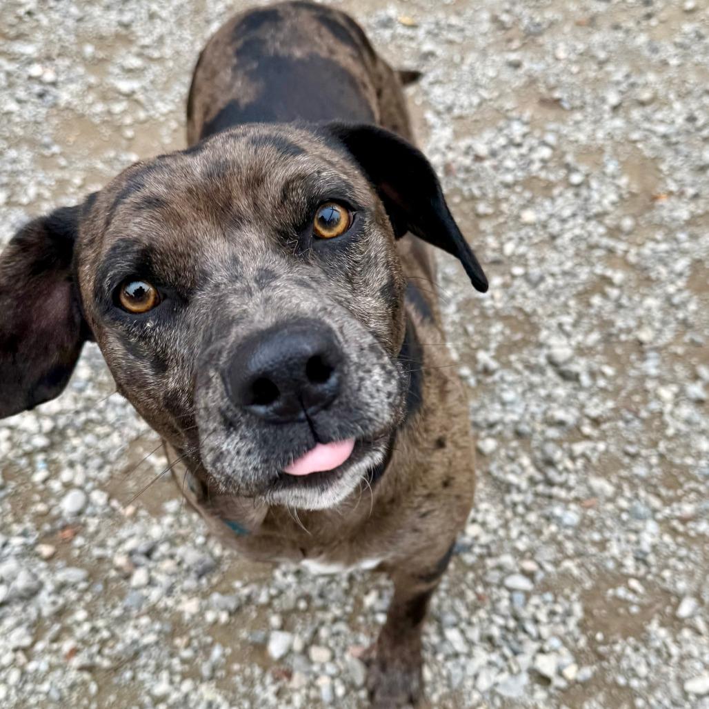 Paisley, a Adoptable Catahoula Leopard Dog in Sonoma, CA image 2/4
