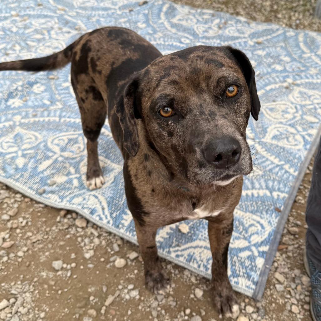 Paisley, Adoptable, Young Female Catahoula Leopard Dog.