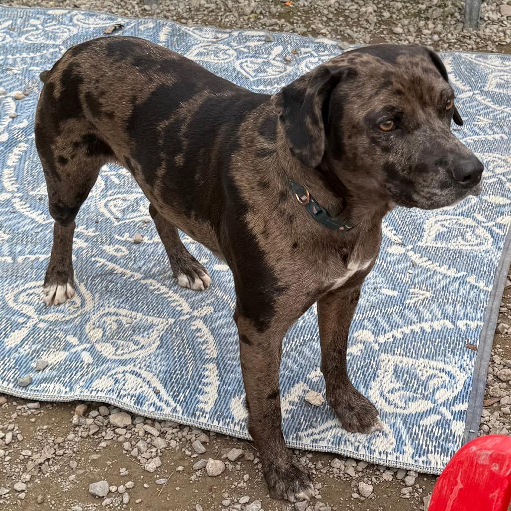 Paisley, a Adoptable Catahoula Leopard Dog in Sonoma, CA image 4/4