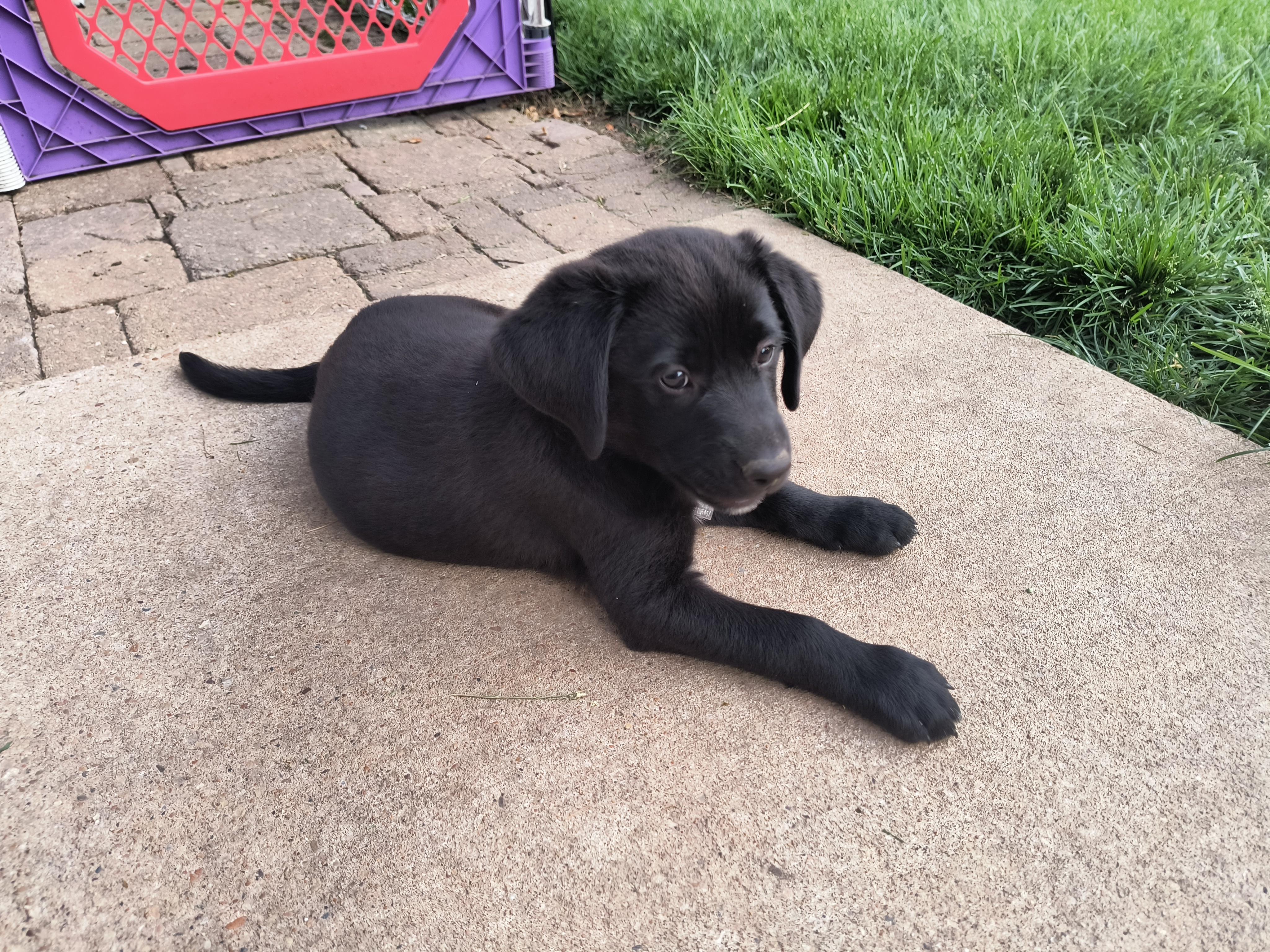 Petey, an adopted mixed breed in Aurora, IL image 3/4