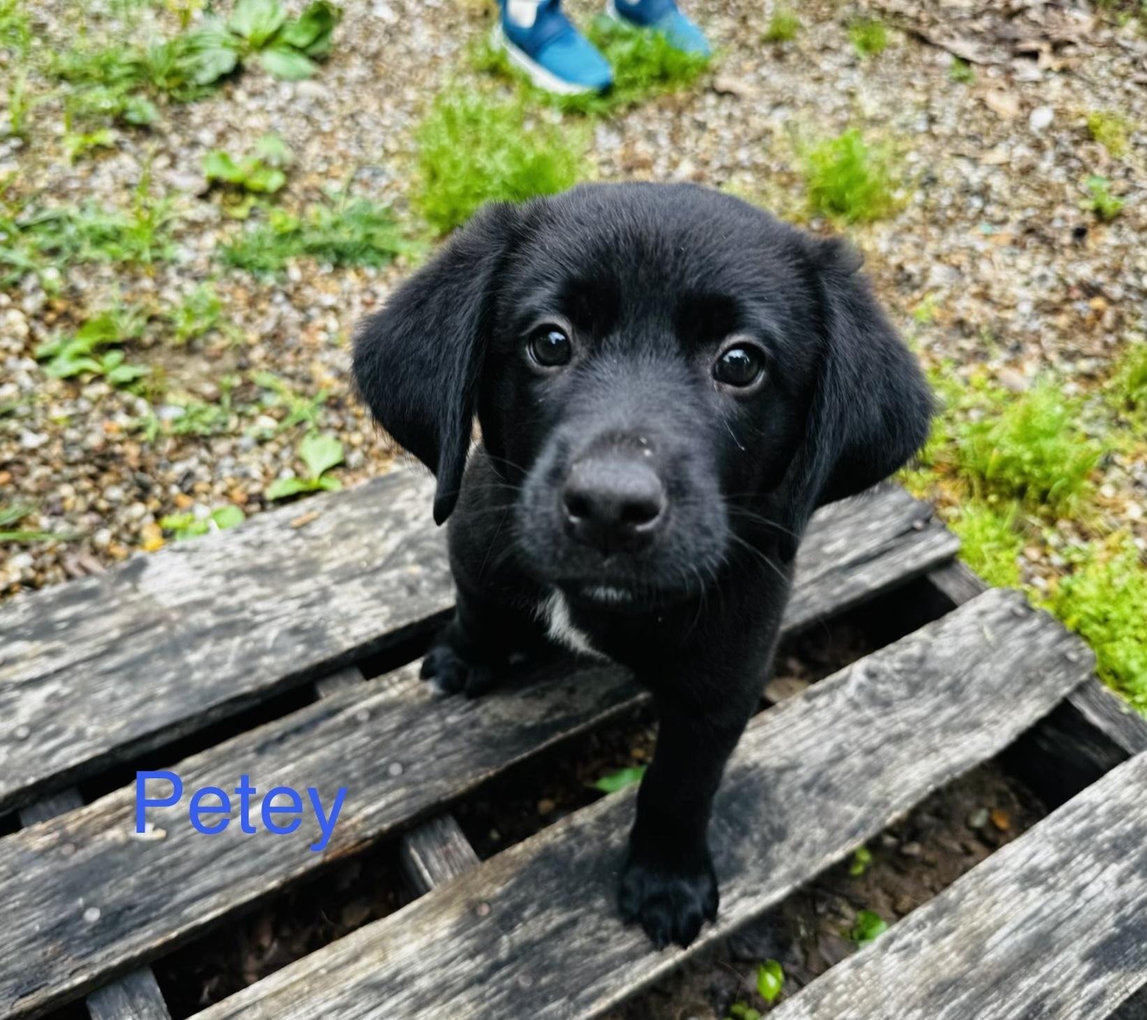 Petey, an adopted mixed breed in Aurora, IL image 1/4