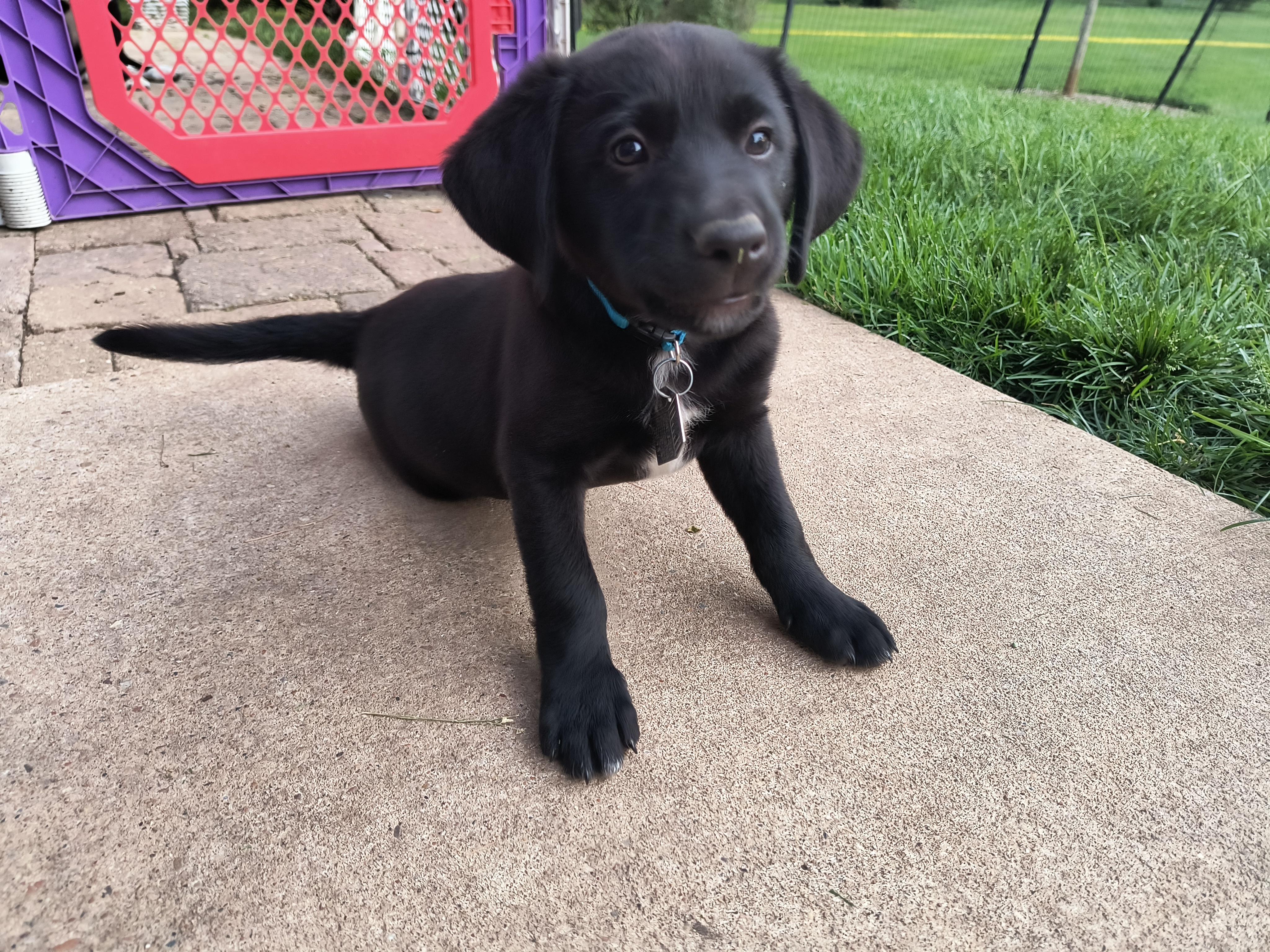 Petey, an adopted mixed breed in Aurora, IL image 4/4