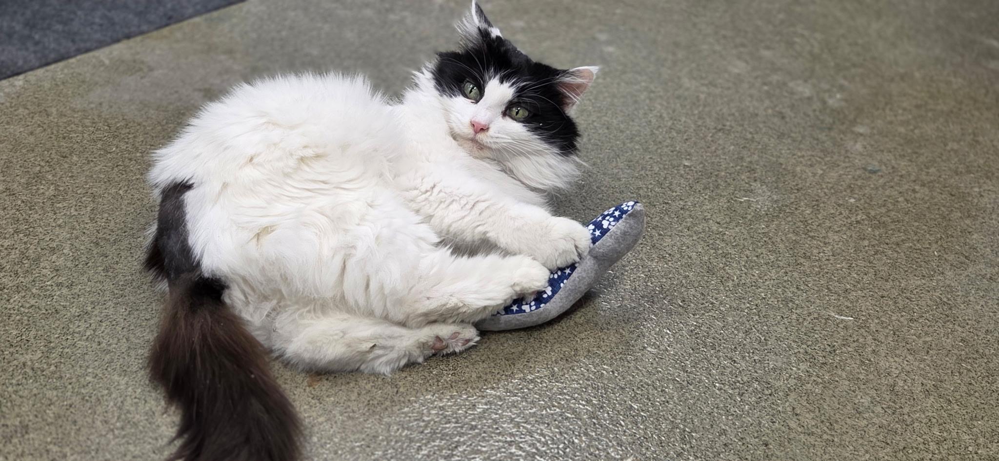 Enlarge Parmie, an adoptable Domestic Long Hair in Louisville, OH image 4/5