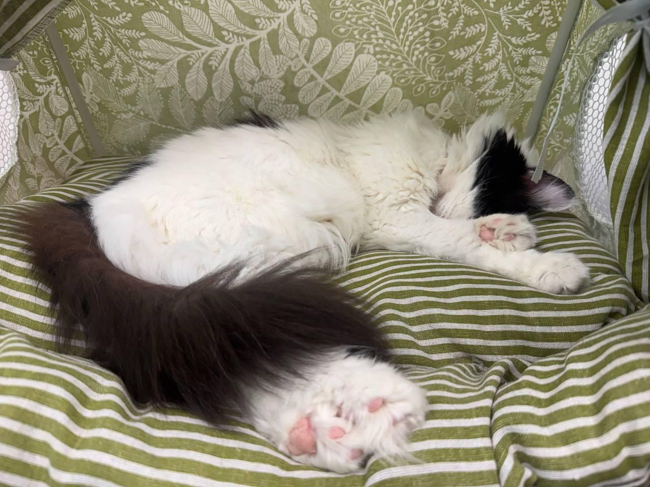 Enlarge Parmie, an adoptable Domestic Long Hair in Louisville, OH image 2/5