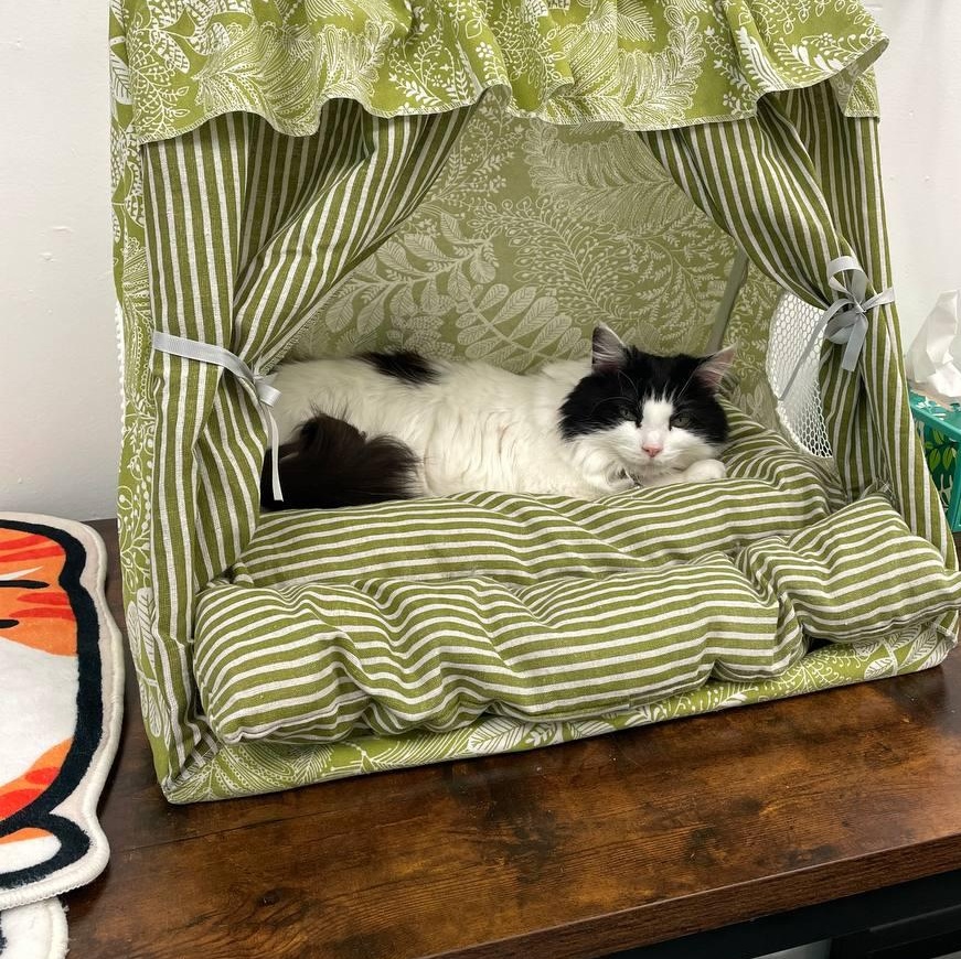 Parmie, adoptable, Adult Female Domestic Long Hair.