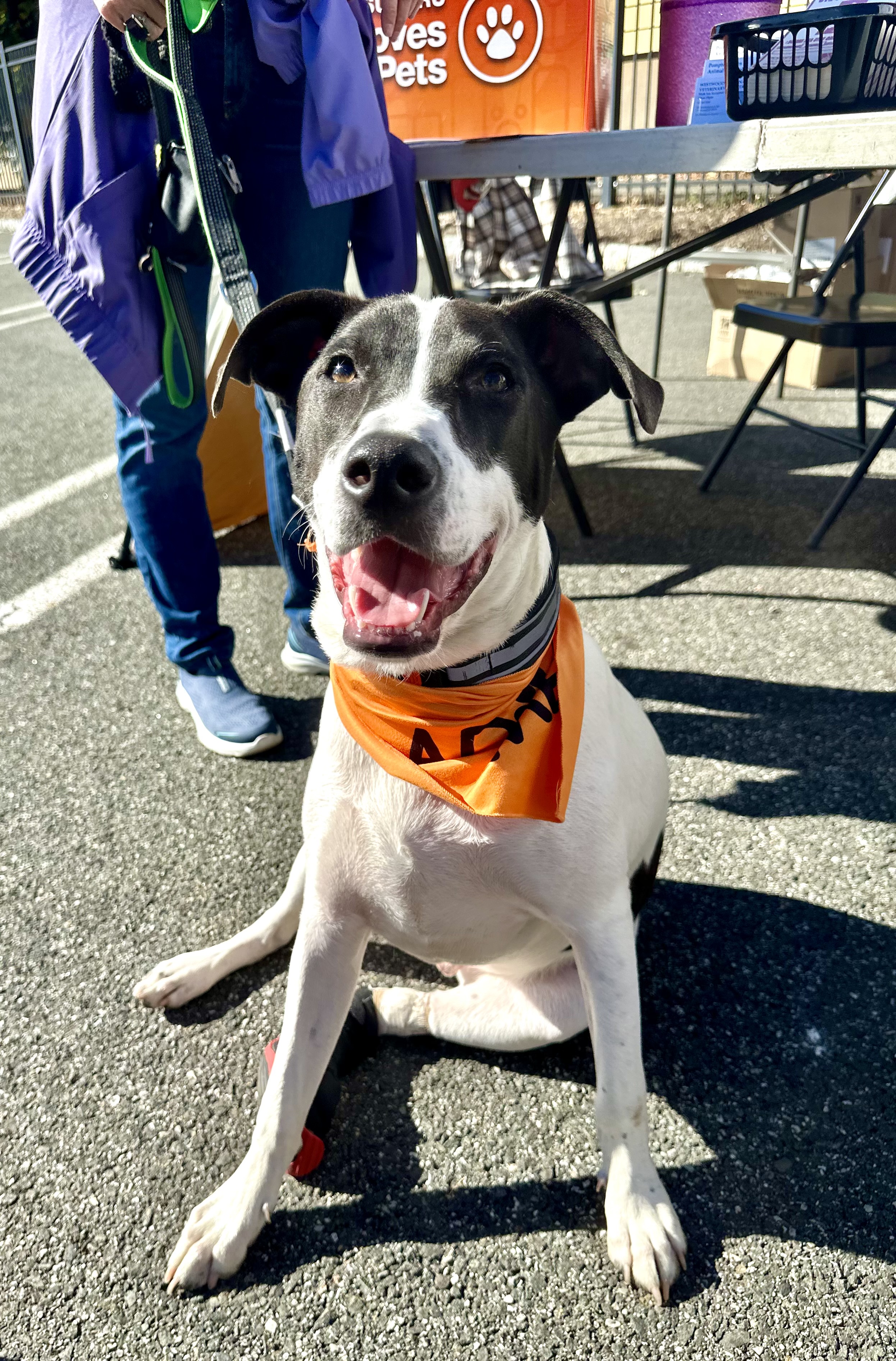 Enlarge Rubix, a Adoptable mixed breed in Westwood, NJ image 5/6