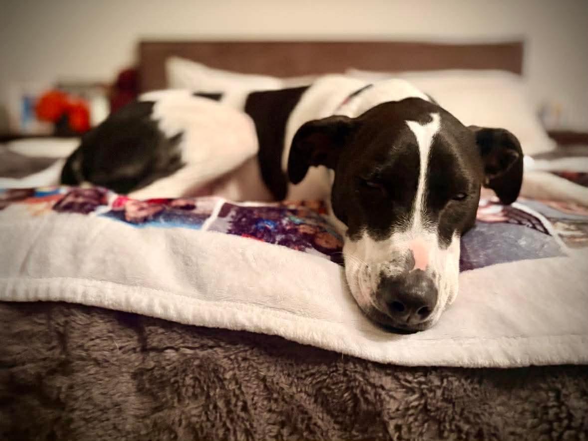 Enlarge Rubix, a Adoptable mixed breed in Westwood, NJ image 2/6