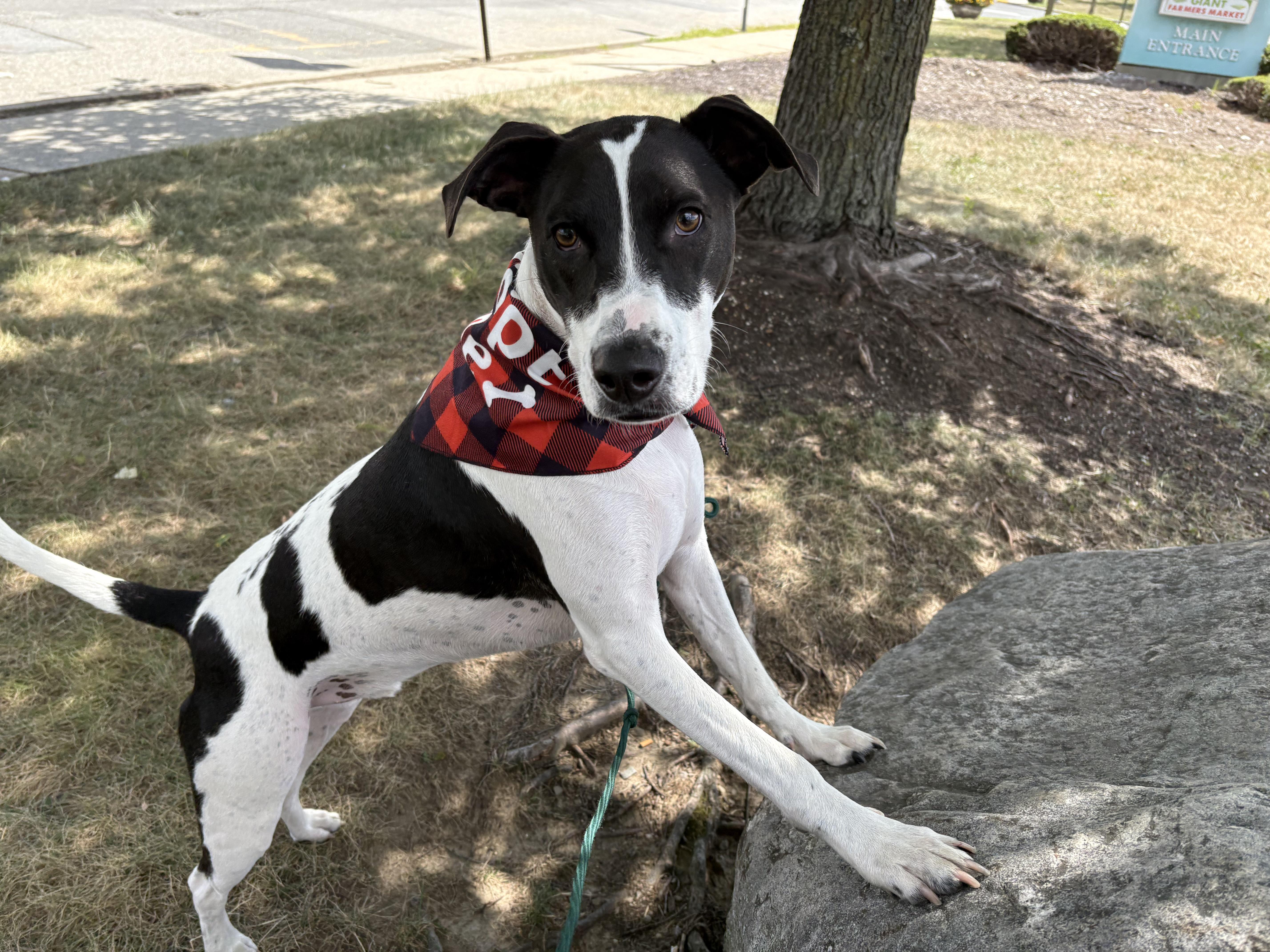 Rubix, Adoptable, Young Male Pointer.