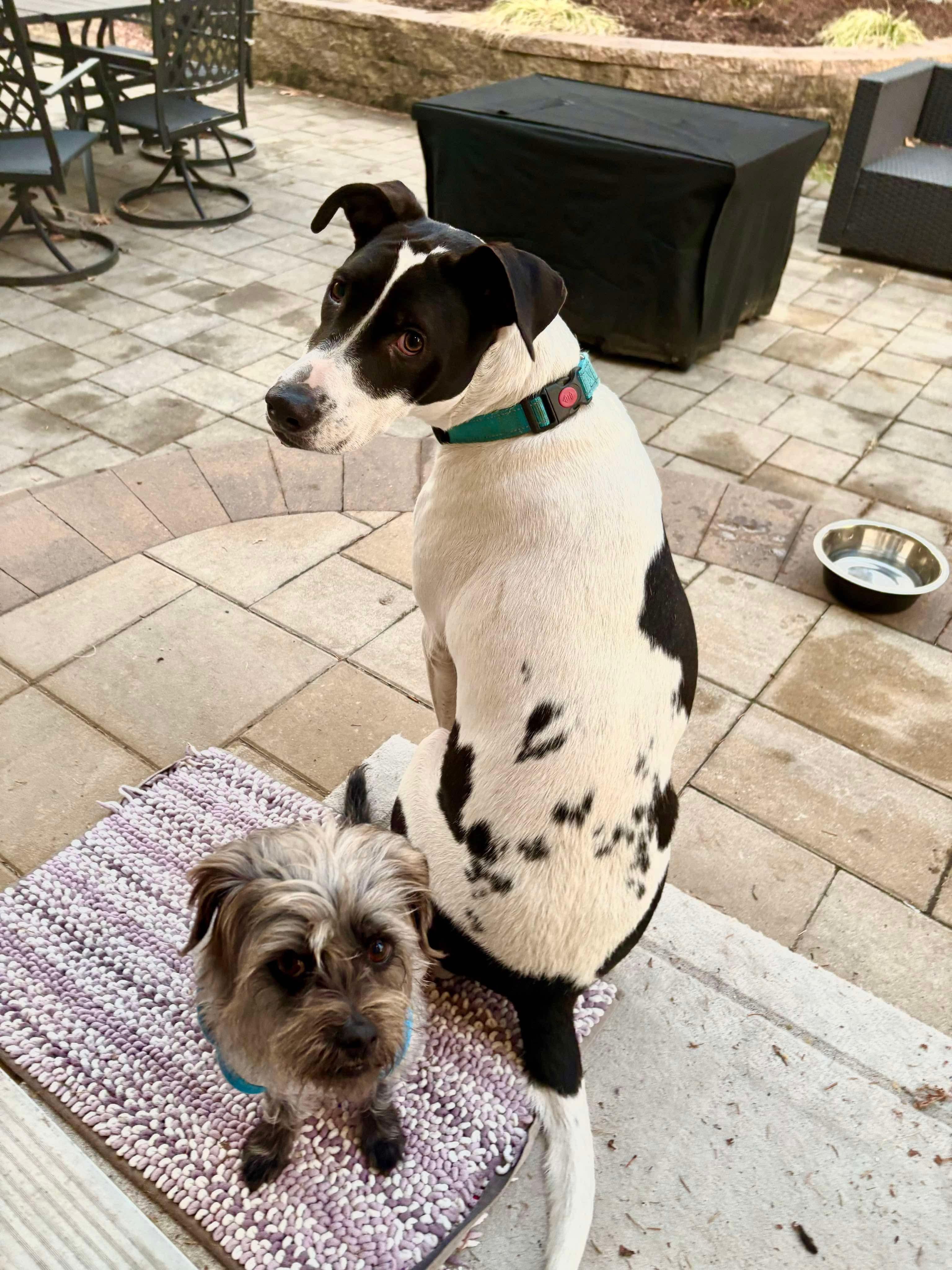 Enlarge Rubix, a Adoptable mixed breed in Westwood, NJ image 6/6