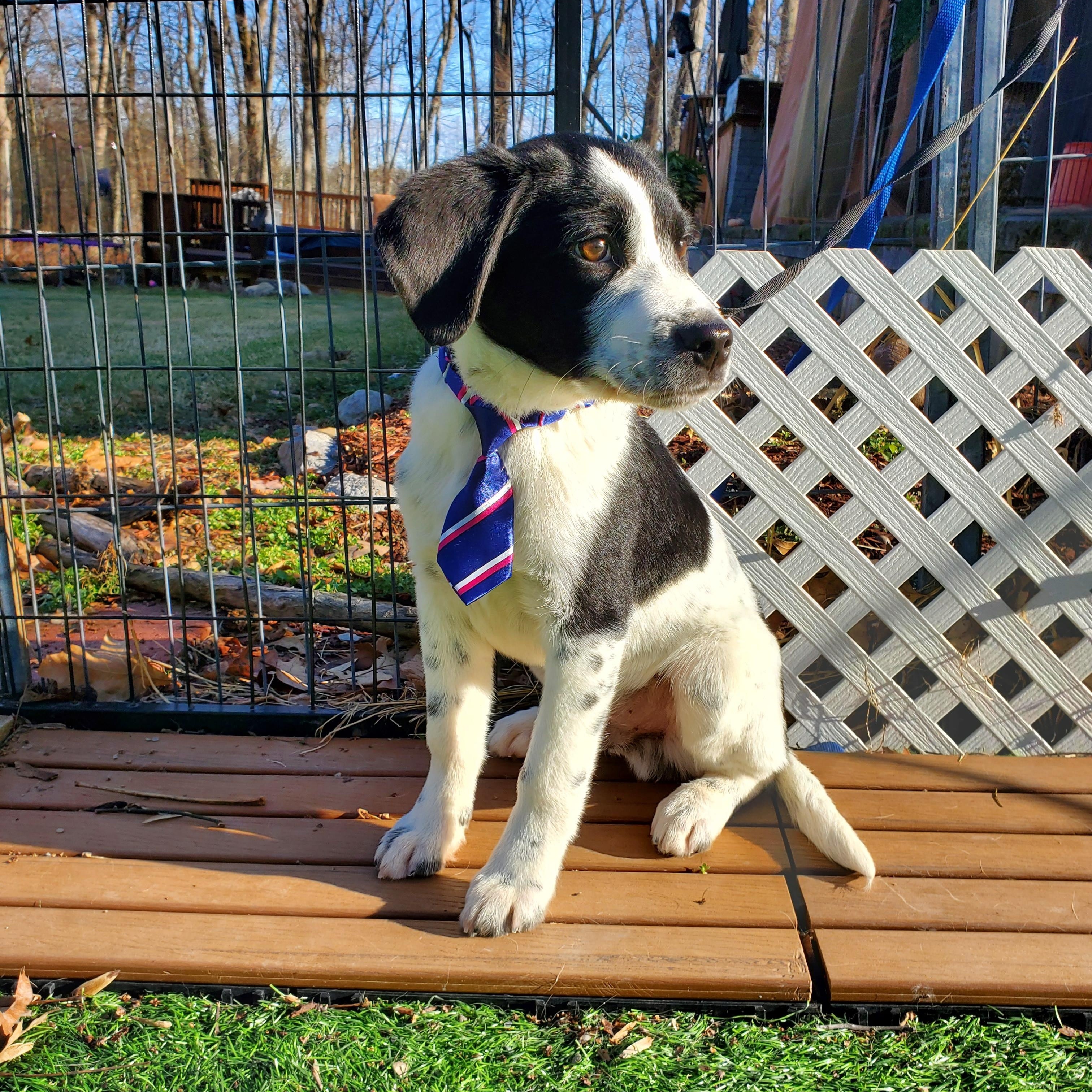LittleFoot, Adoptable, Puppy Male Labrador Retriever & Mixed Breed.