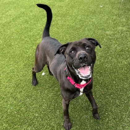 Enlarge Oreo, a Adoptable mixed breed in Gastonia, NC image 1/3