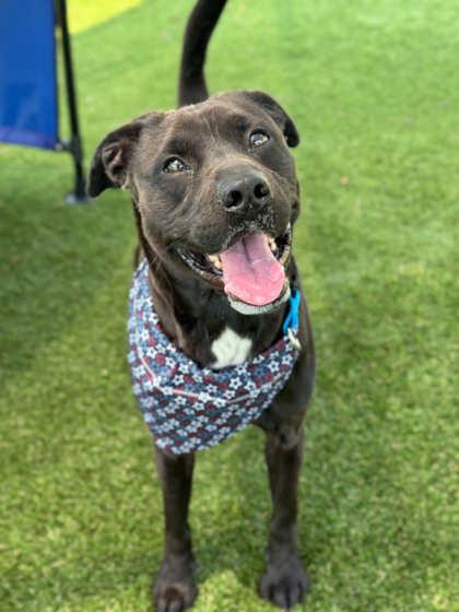 Enlarge Oreo, a Adoptable mixed breed in Gastonia, NC image 2/3