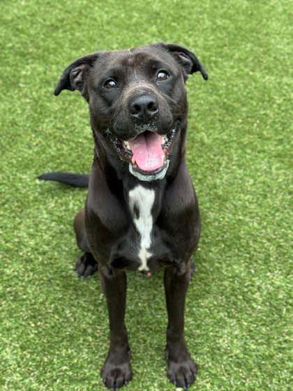 Enlarge Oreo, a Adoptable mixed breed in Gastonia, NC image 3/3