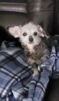 Enlarge Lucy, a Adopted Chihuahua in San Diego, CA image 1/3