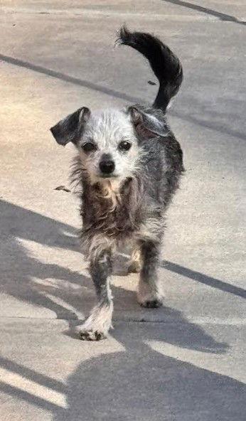 Enlarge Lucy, a Adopted Chihuahua in San Diego, CA image 2/3