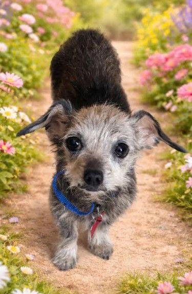 Enlarge Lucy, a Adopted Chihuahua in San Diego, CA image 3/3