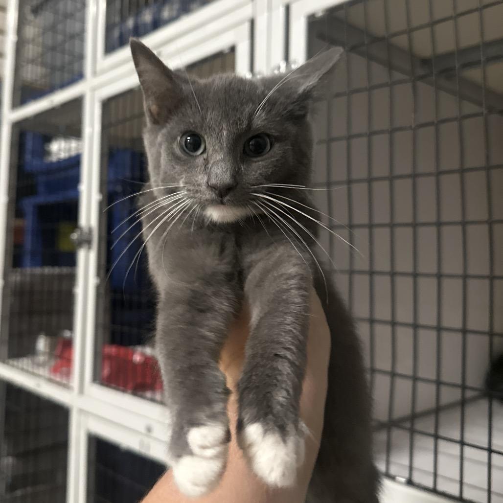 Catdog, a Adoptable Domestic Short Hair in Clinton, IL image 1/2