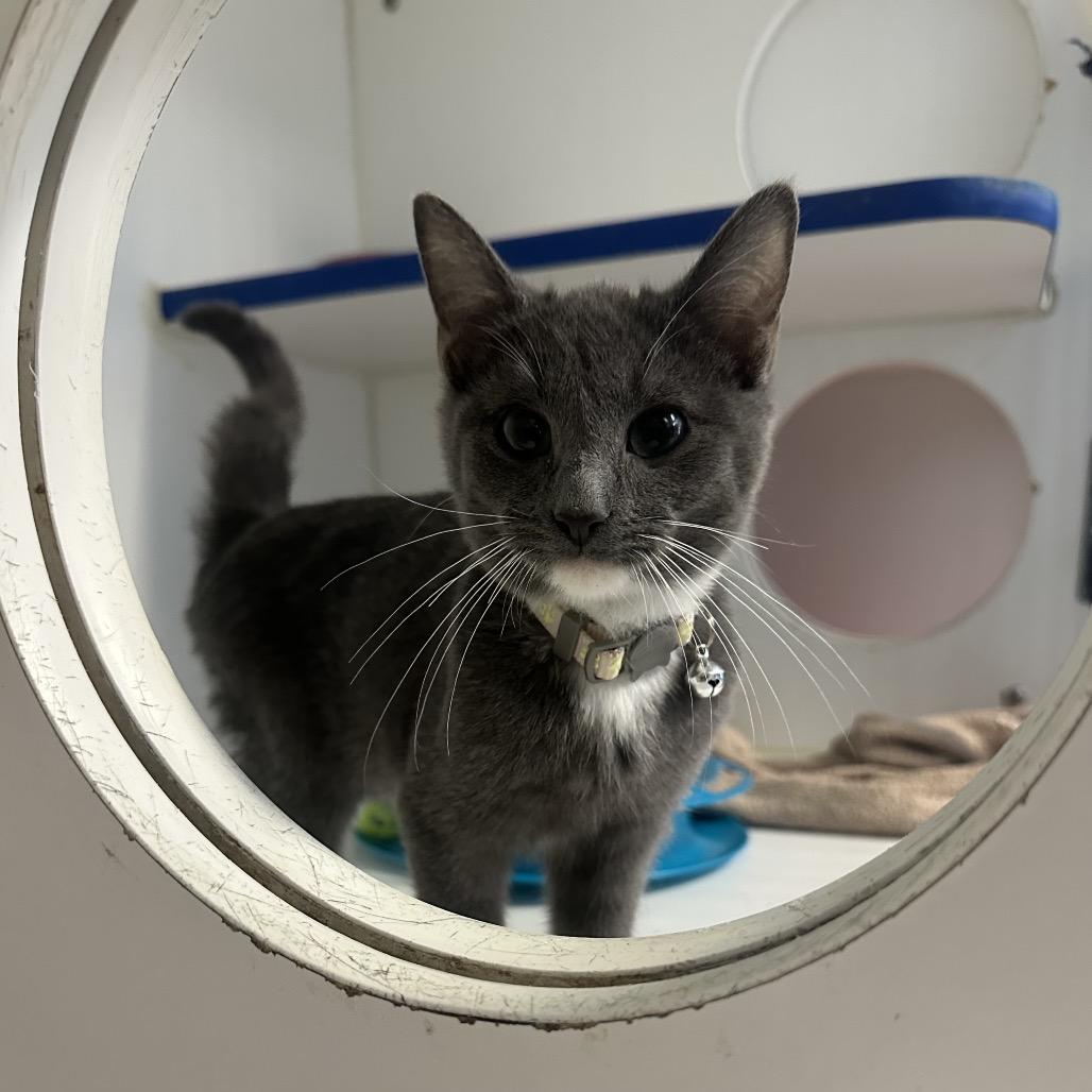 Catdog, a Adoptable Domestic Short Hair in Clinton, IL image 2/2
