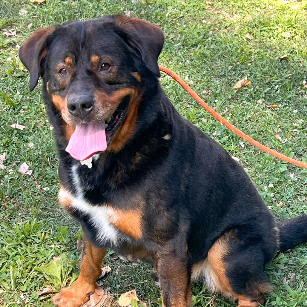 Enlarge Professor Cosmic Brownie a/k/a Dee-Ojee, a Adoptable mixed breed in Warrensburg, MO image 1/5