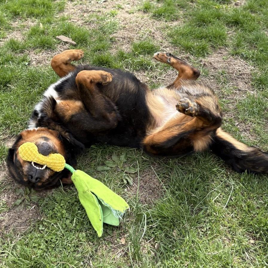 Enlarge Professor Cosmic Brownie a/k/a Dee-Ojee, a Adoptable mixed breed in Warrensburg, MO image 2/5