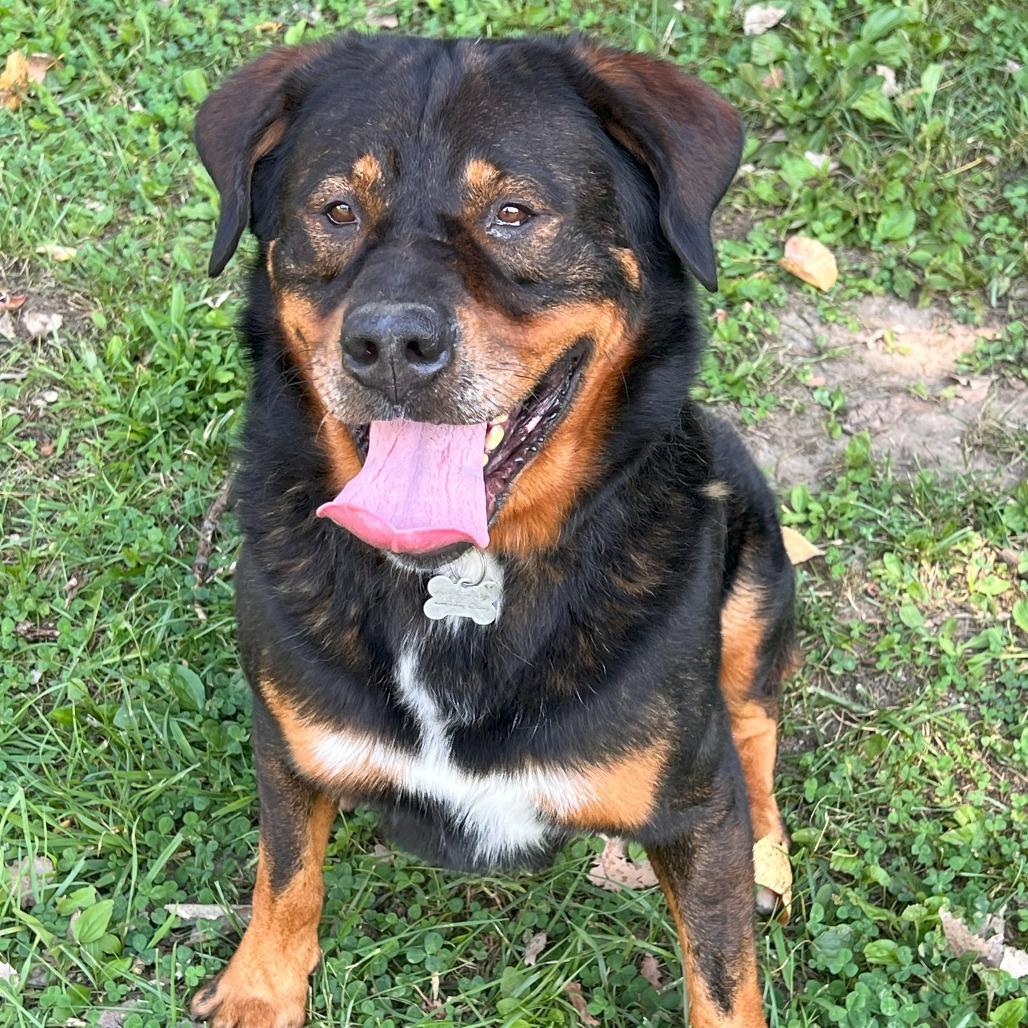 Enlarge Professor Cosmic Brownie a/k/a Dee-Ojee, a Adoptable mixed breed in Warrensburg, MO image 3/5