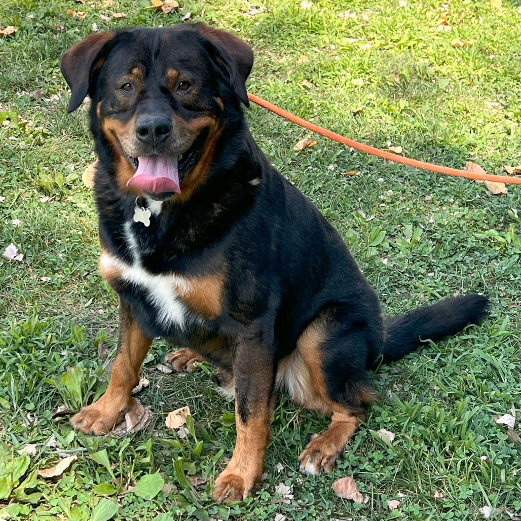 Enlarge Professor Cosmic Brownie a/k/a Dee-Ojee, a Adoptable mixed breed in Warrensburg, MO image 4/5
